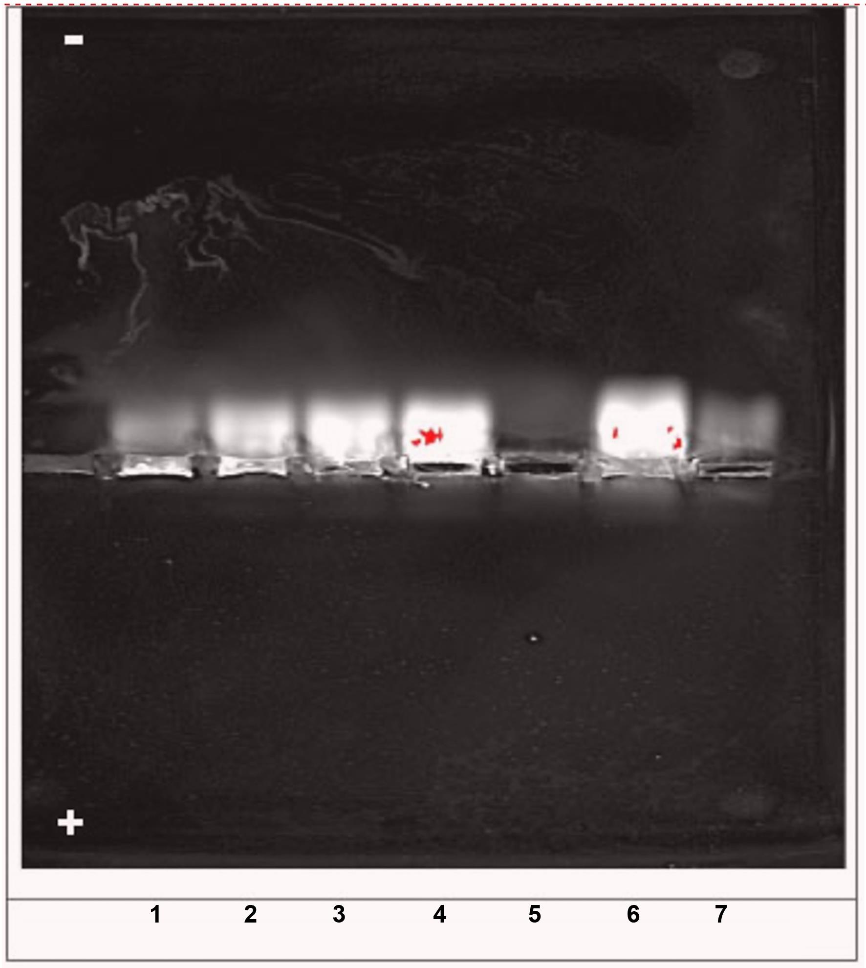 A photograph of a 4% HPAGE showing titration of binding of a Dylight 488-labeled asialoorosomucoid-polylysine conjugate (Dyl-AsOR-PL) to purified human mitochondria.