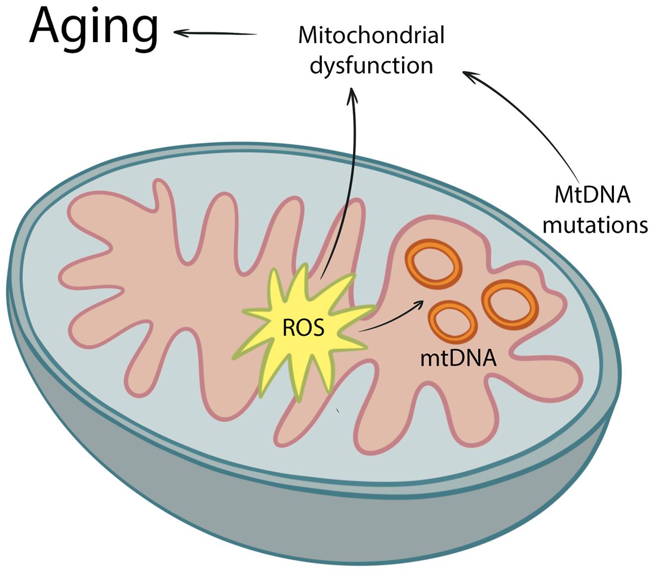 ROS can affect mtDNA, causing mutations, which lead to mitochondrial dysfunction.