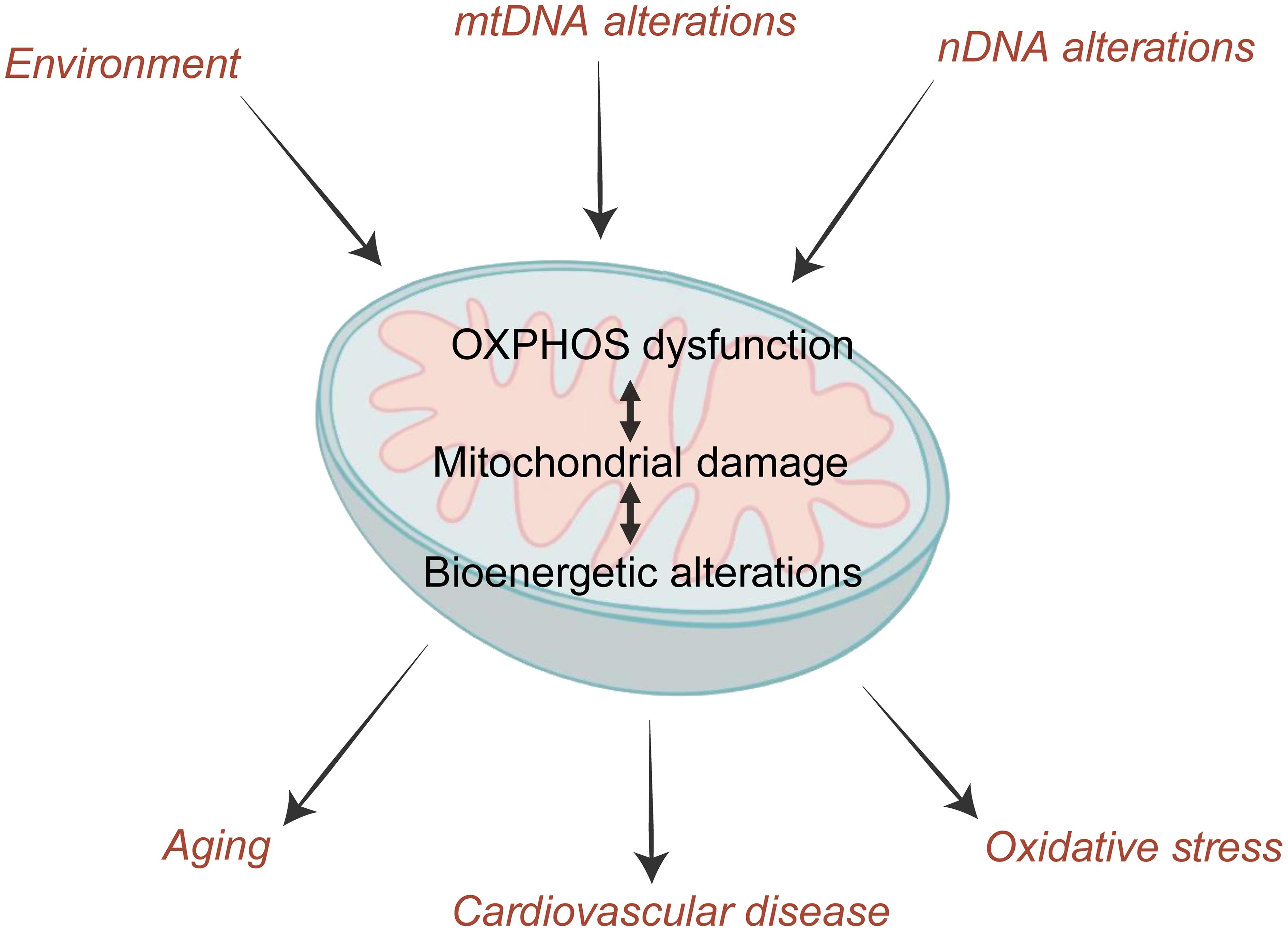 The scheme of mtDNA mutations and other factors affecting mitochondrial functioning, leads to cardiovascular disease and other detrimental consequences.