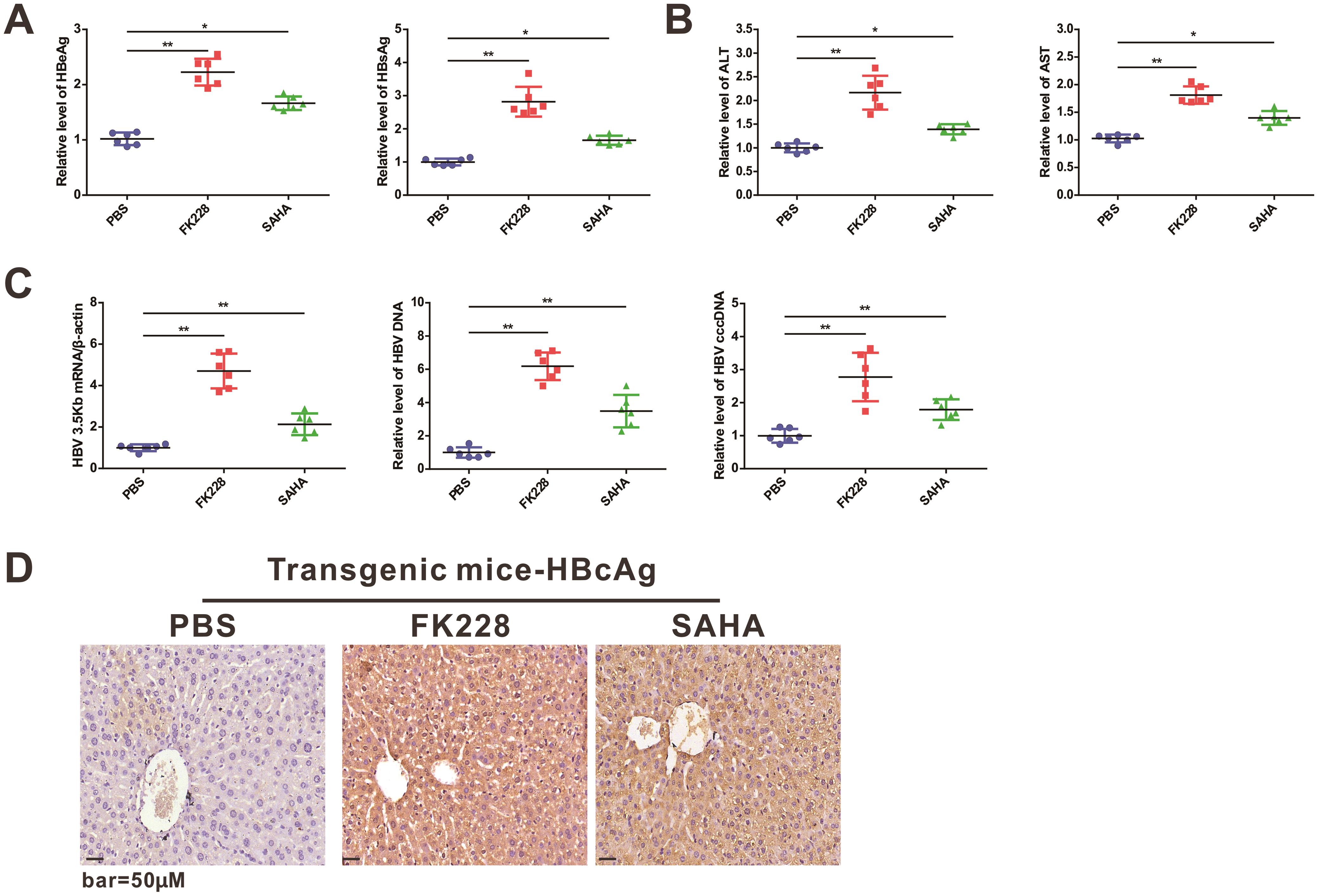 Effect of HDACi in C57-HBV-Tg mice.