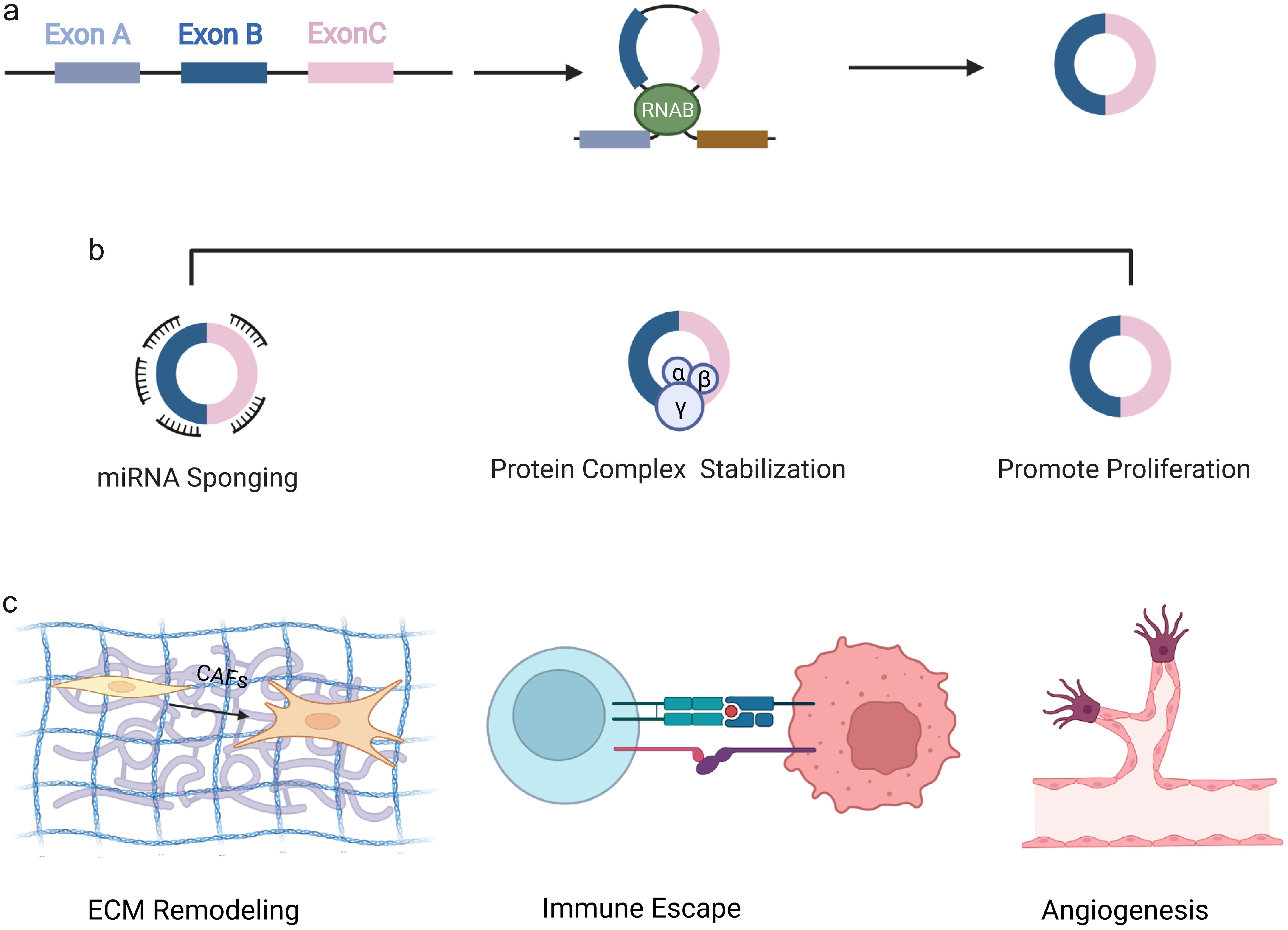 Emerging Roles Of Circrnas In Tumor Microenvironment 1116