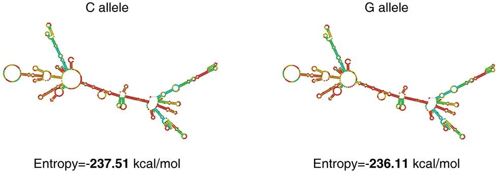 Structural changes and entropy of the <italic>HSP90α</italic> Gln488His polymorphism.