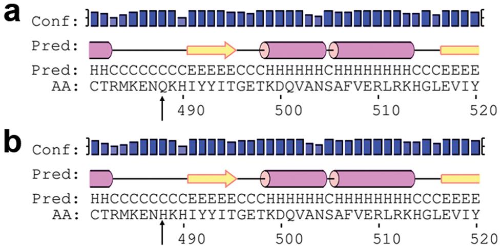 Secondary protein structure encoded by the C allele and G allele of <italic>HSP90α</italic> Q488H.