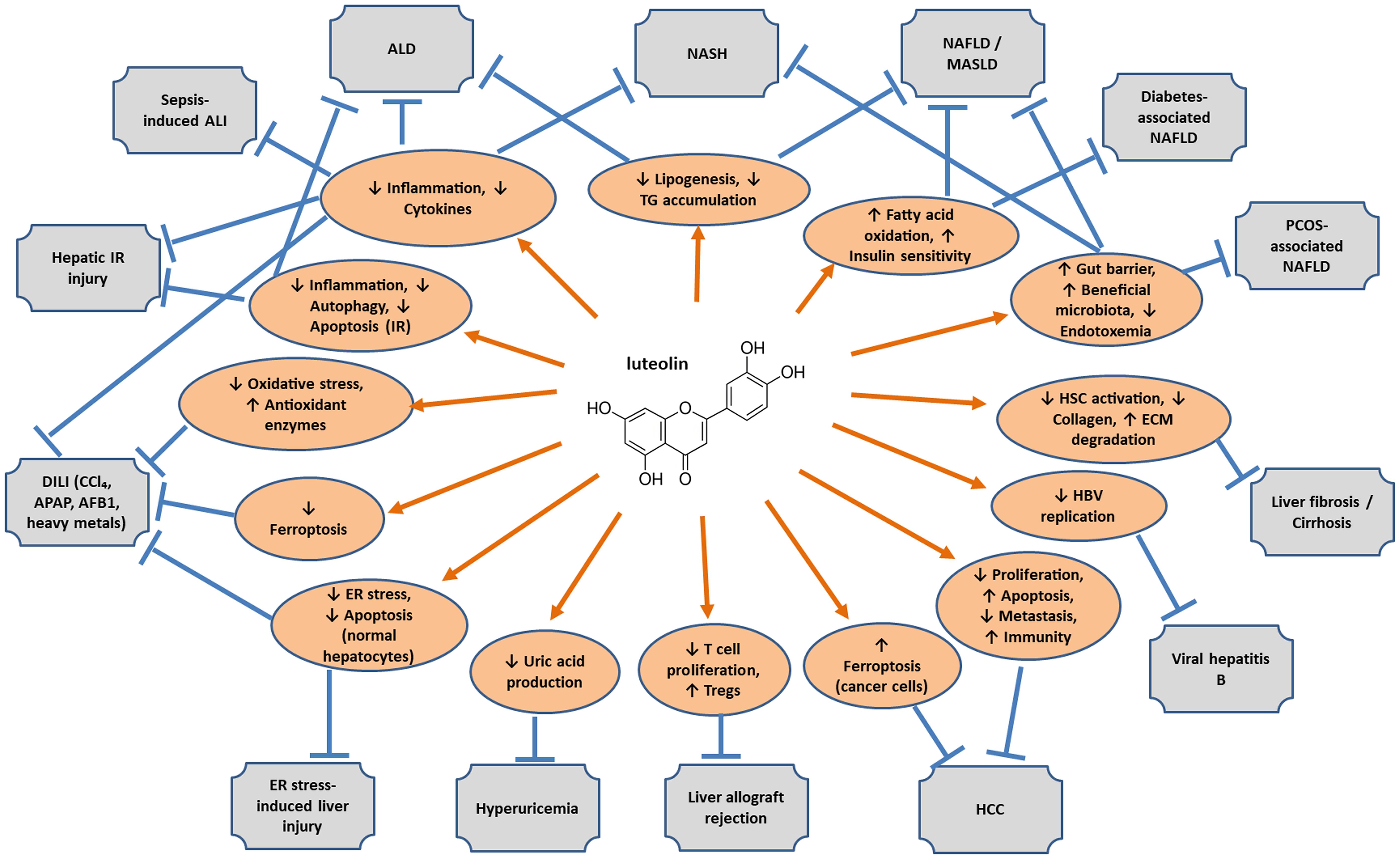 Luteolin ameliorates liver diseases through multiple pharmacological actions.