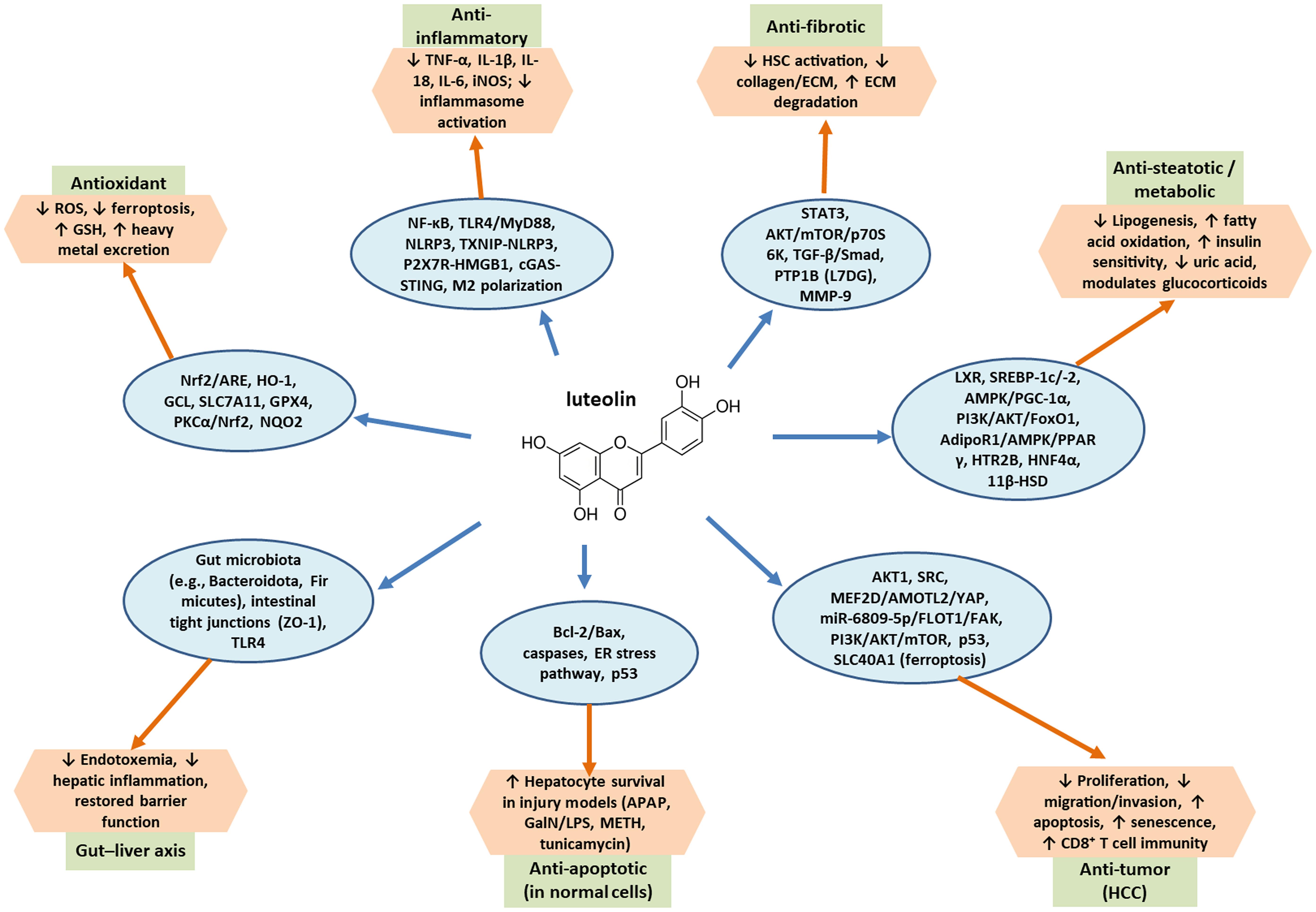 Molecular targets and pathways mediating pharmacological actions of luteolin.