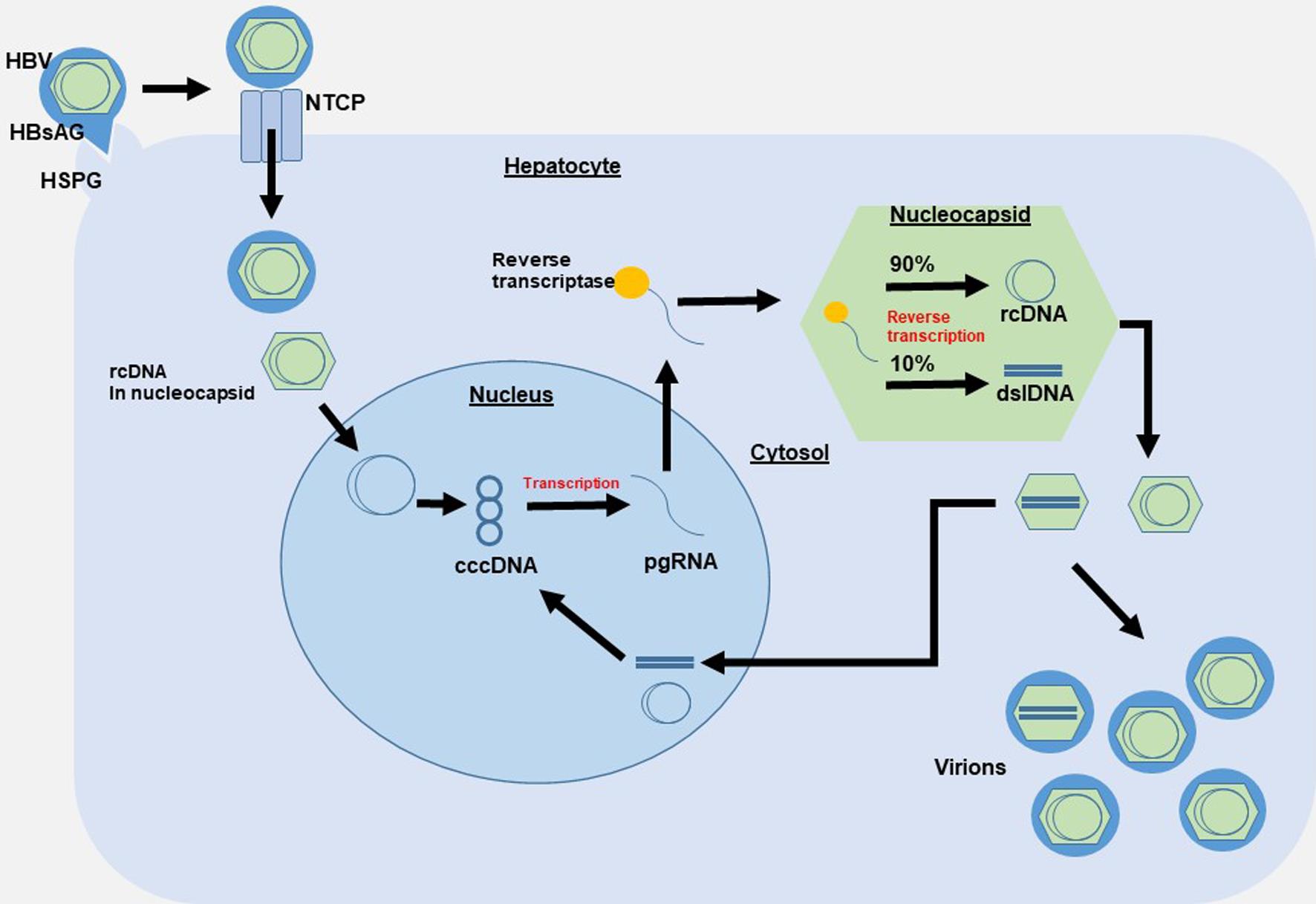 Mechanism of hepatitis B virus entry and replication.