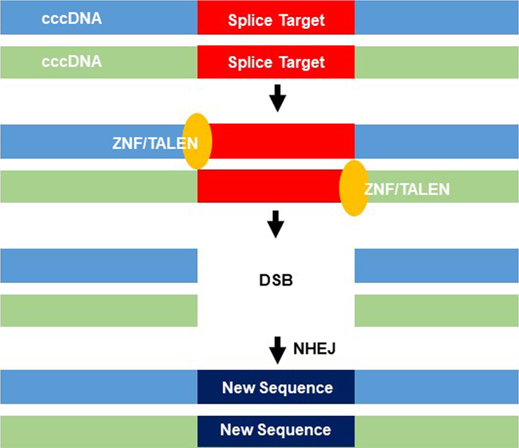 Gene editing mechanisms of zinc finger nucleases and transcription activator-like effector nucleases.