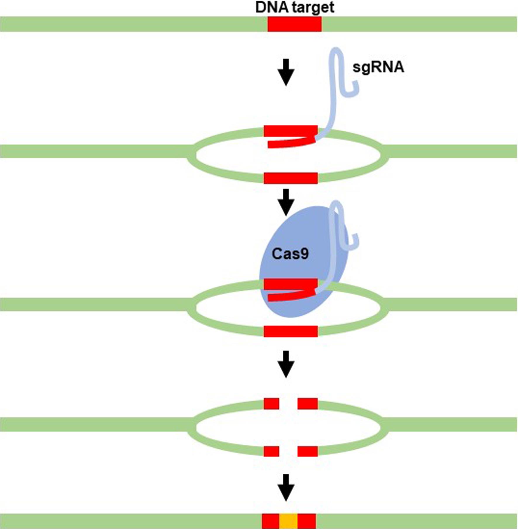 Clustered regularly interspaced short palindromic repeats/CRISPR-associated gene editing mechanism.