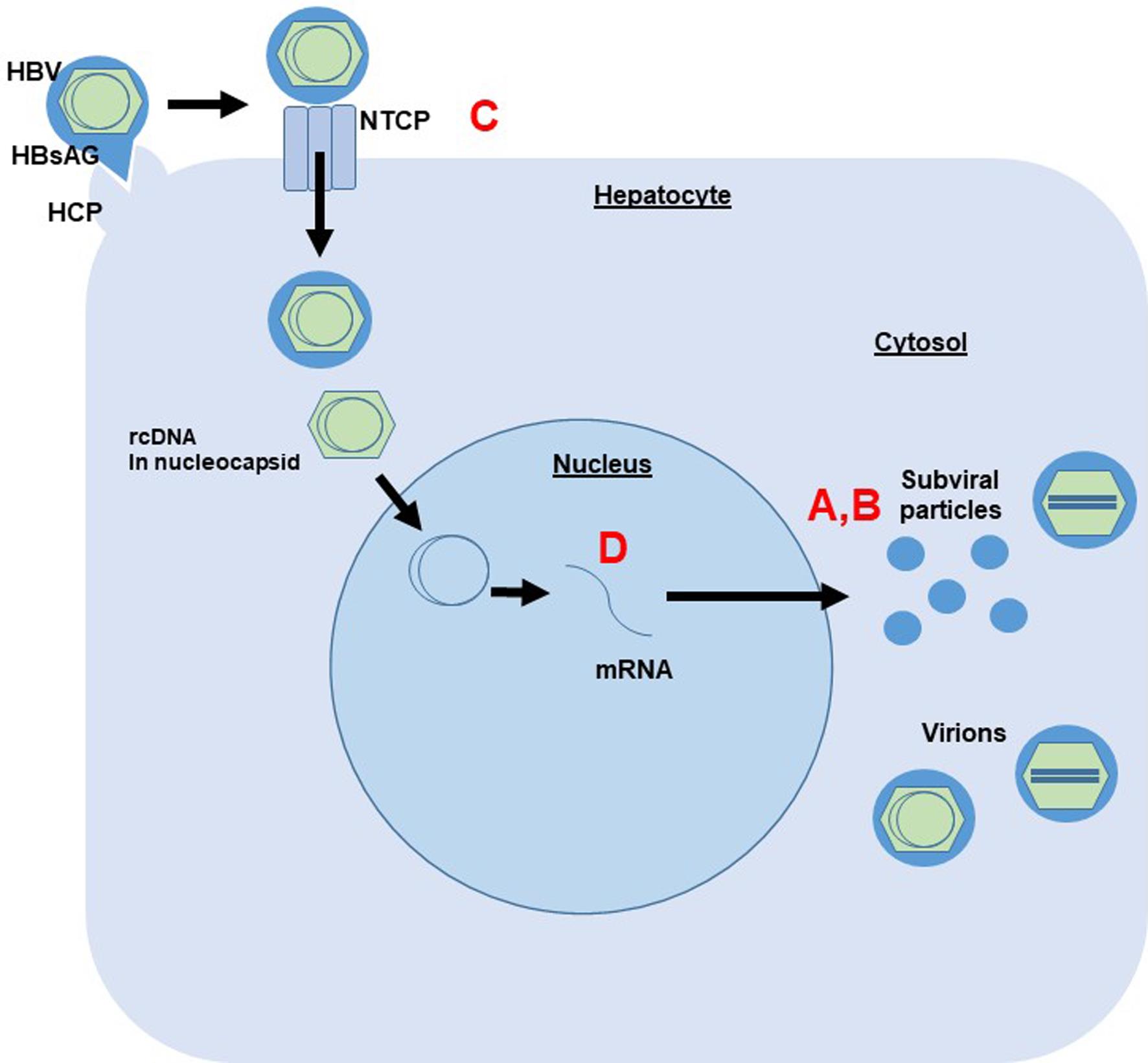 Mechanisms of novel methods to interfere with hepatitis B surface antigen synthesis (HBsAg).
