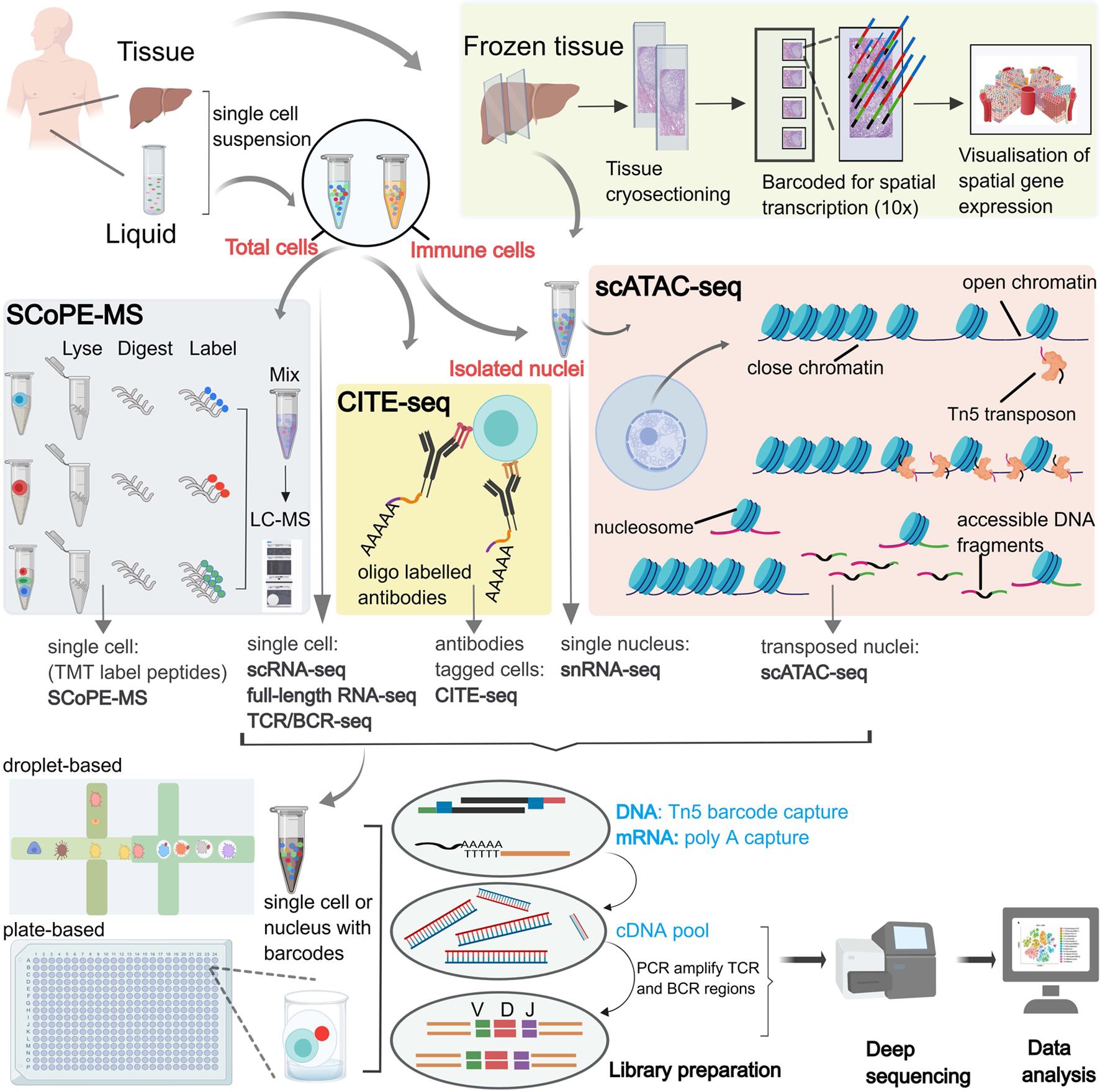 Single-Cell Proteomics with Spatial Attributes: Tools and Techniques