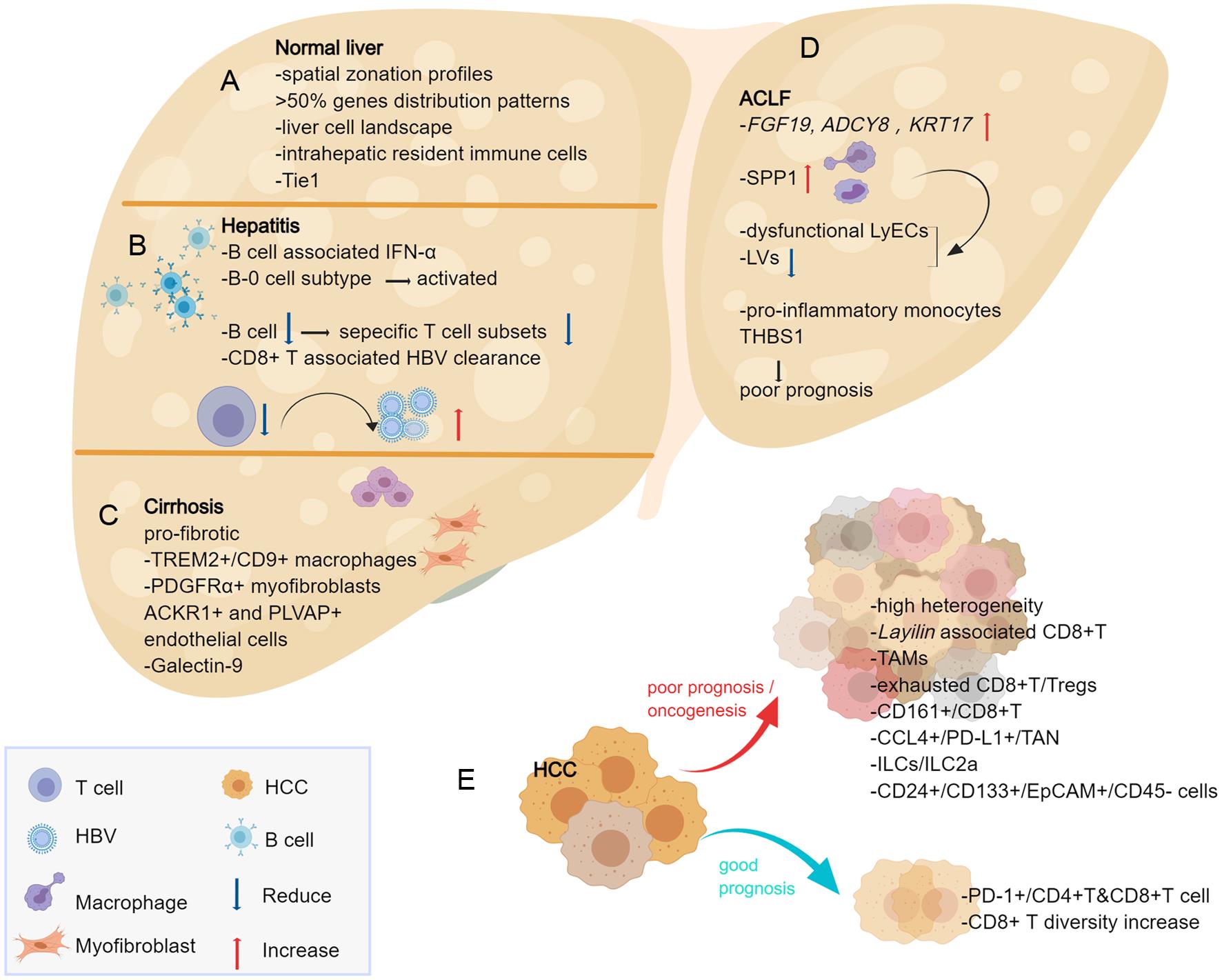 Single-cell Technologies Provide Novel Insights into Liver Physiology ...