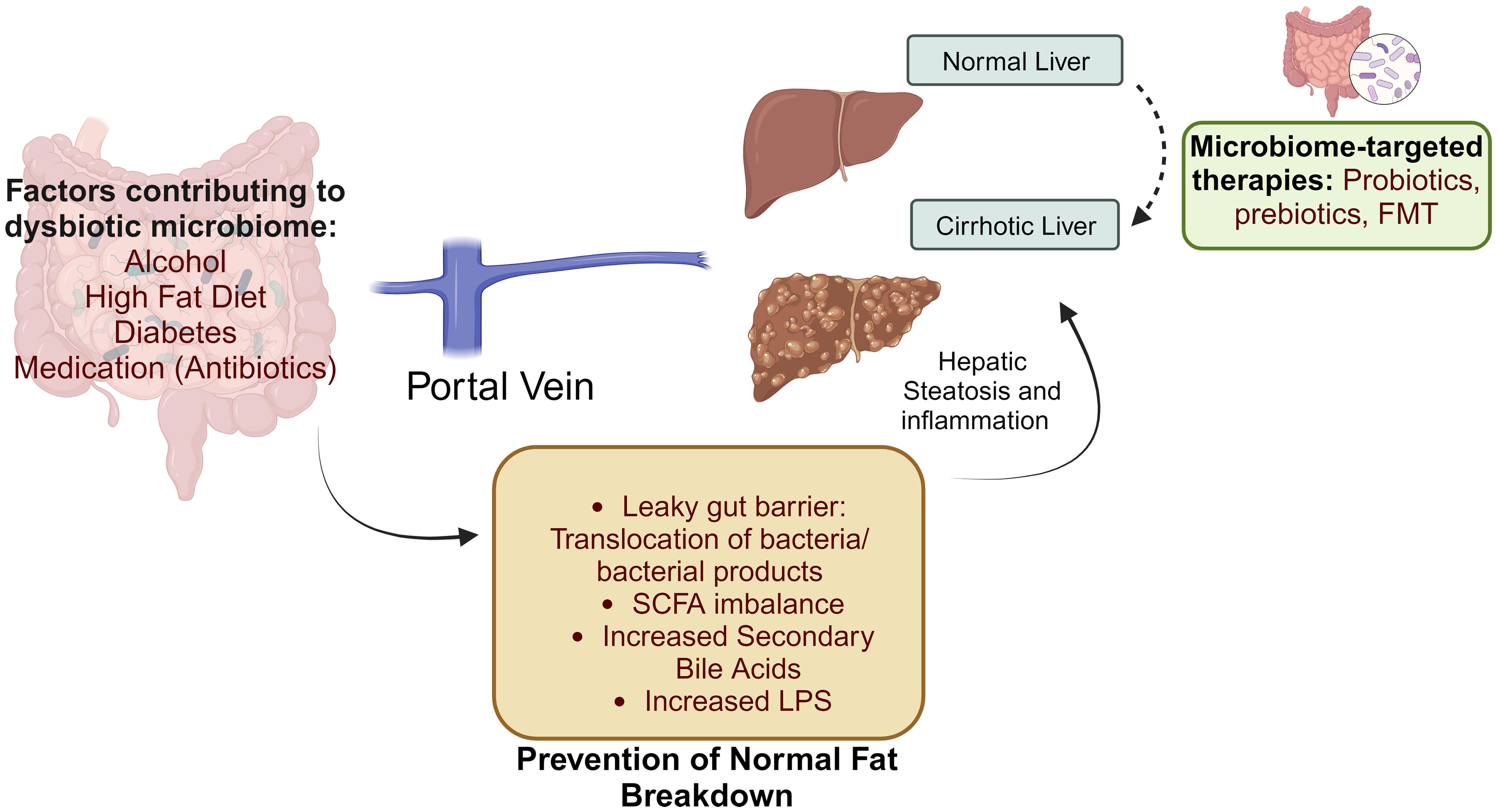 Implication of gut dysbiosis in fibrosis of the liver.