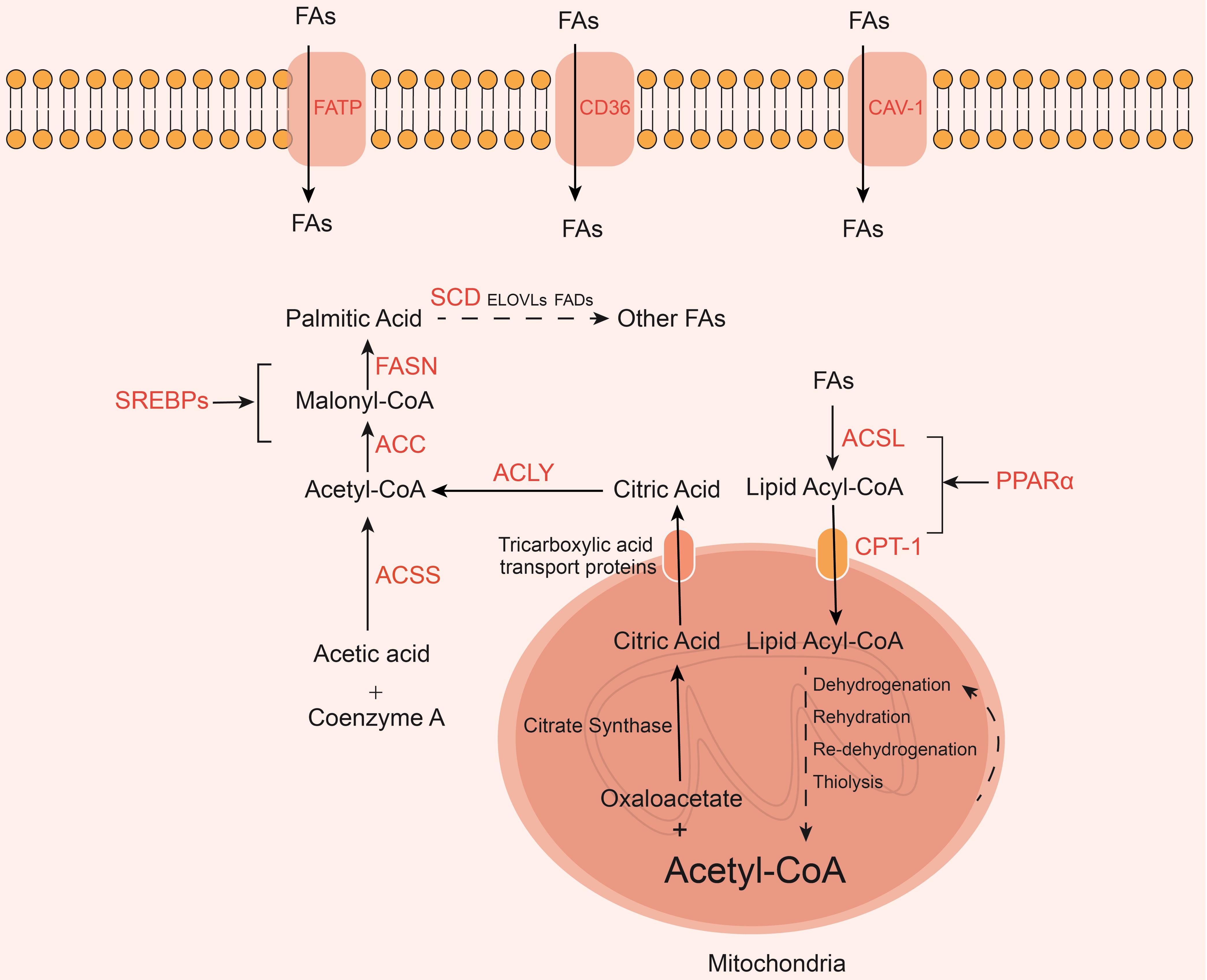 Fatty acid metabolism. Fatty acid uptake by the liver depends on fatty acid transport carriers, including FATP, CD36, and CAV-1.