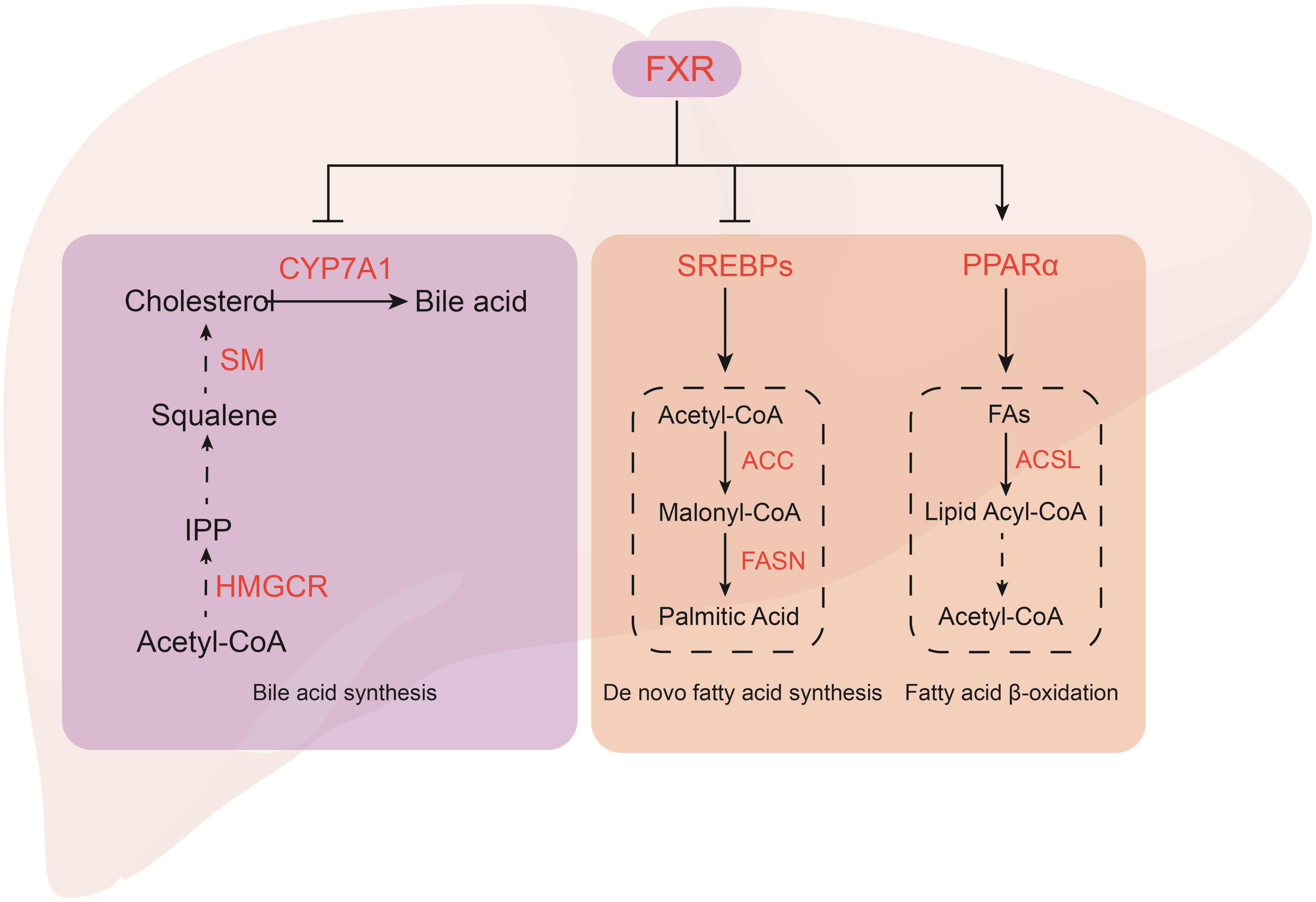 Cholesterol metabolism.