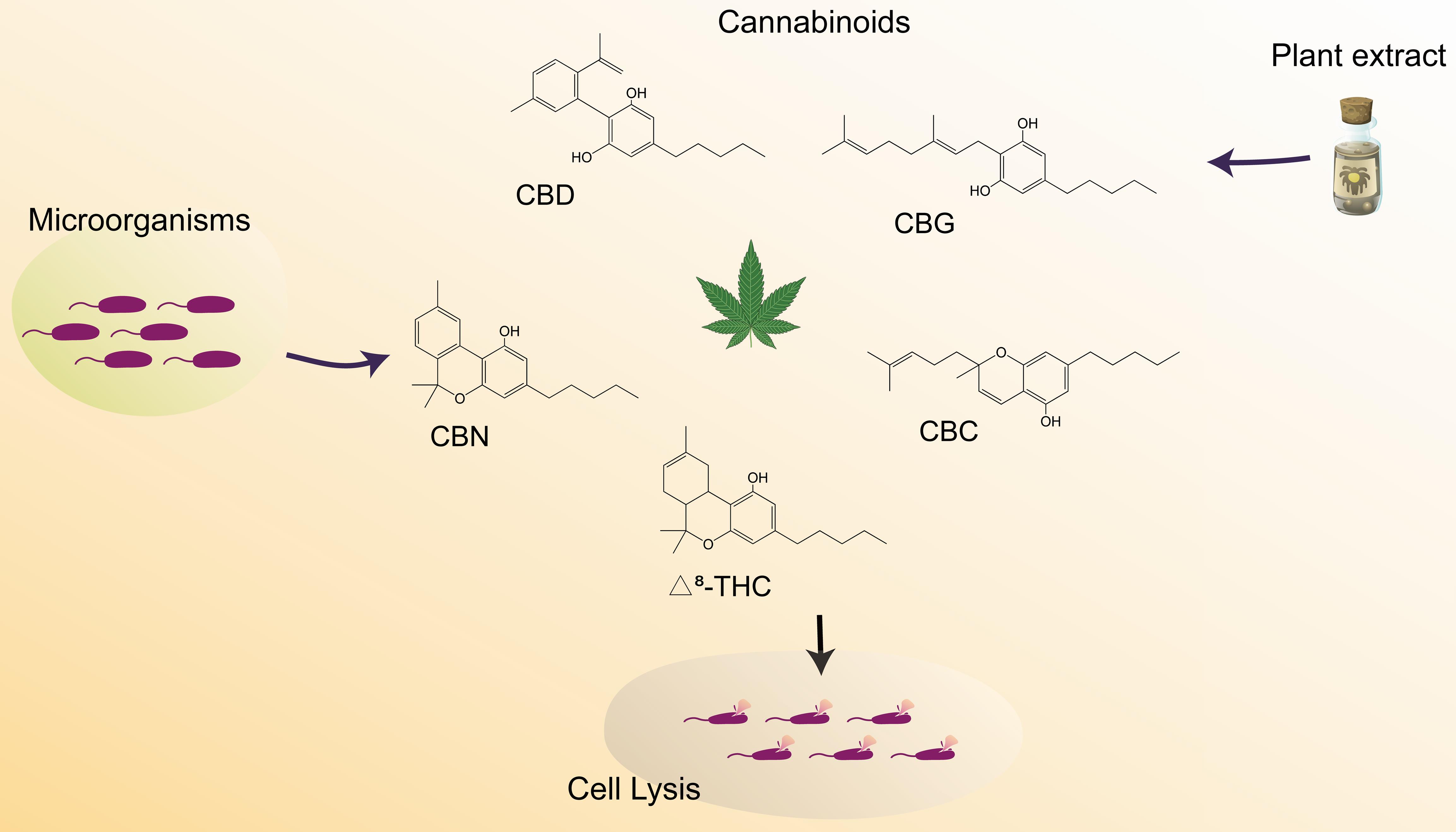 Antimicrobial activity of cannabinoids like cannabidiol (CBD), cannabigerol (CBG), cannabichromene (CBC), cannabinol (CBN), and delta-8-tetrahydrocannabinol (Δ<sup>8</sup>-THC).