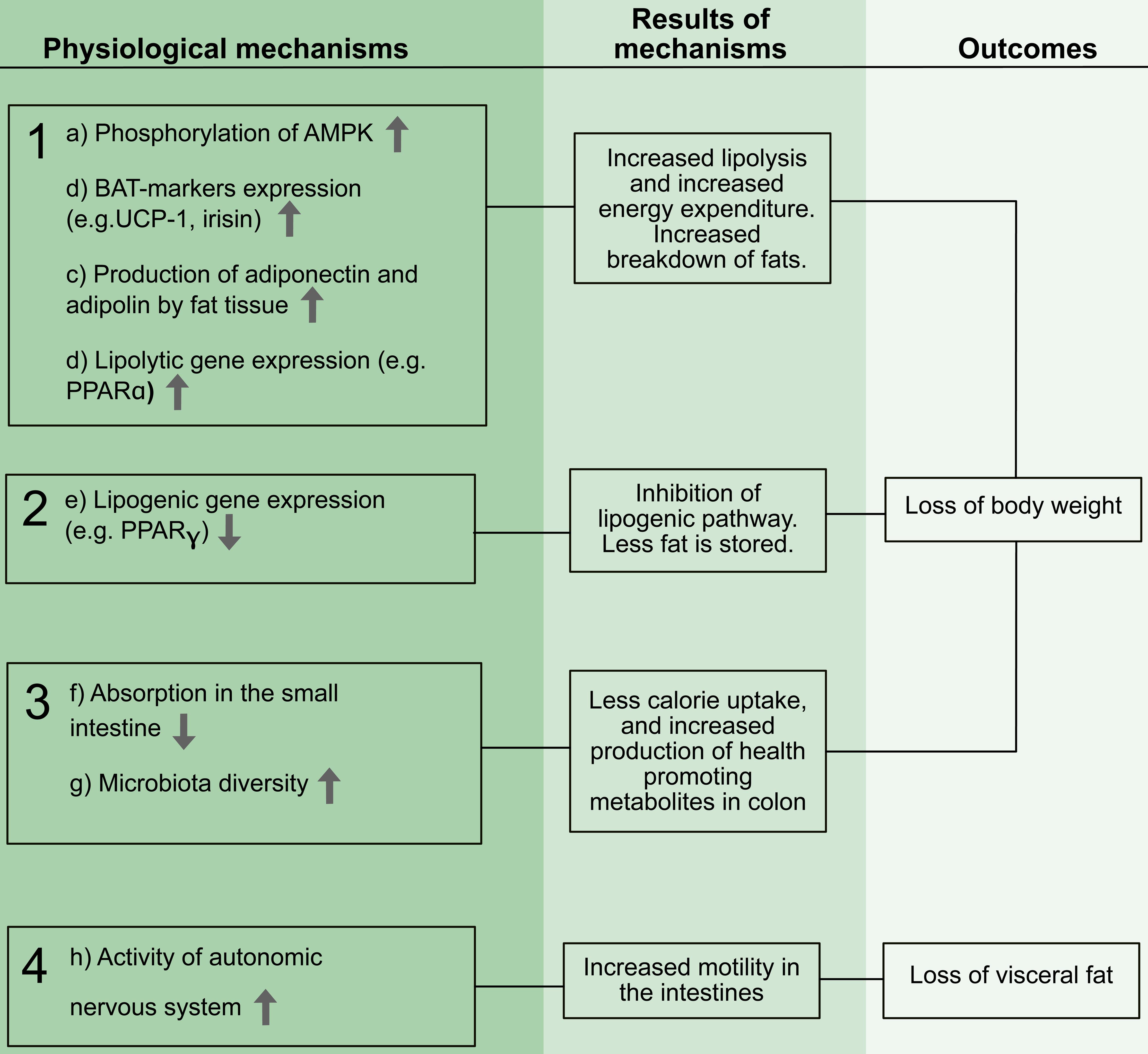 Diagram showing the suggested physiological mechanisms by the nine articles, on how rose hip might exert its possible anti-obesity effect (a–g), and how they co-relate (1–4).