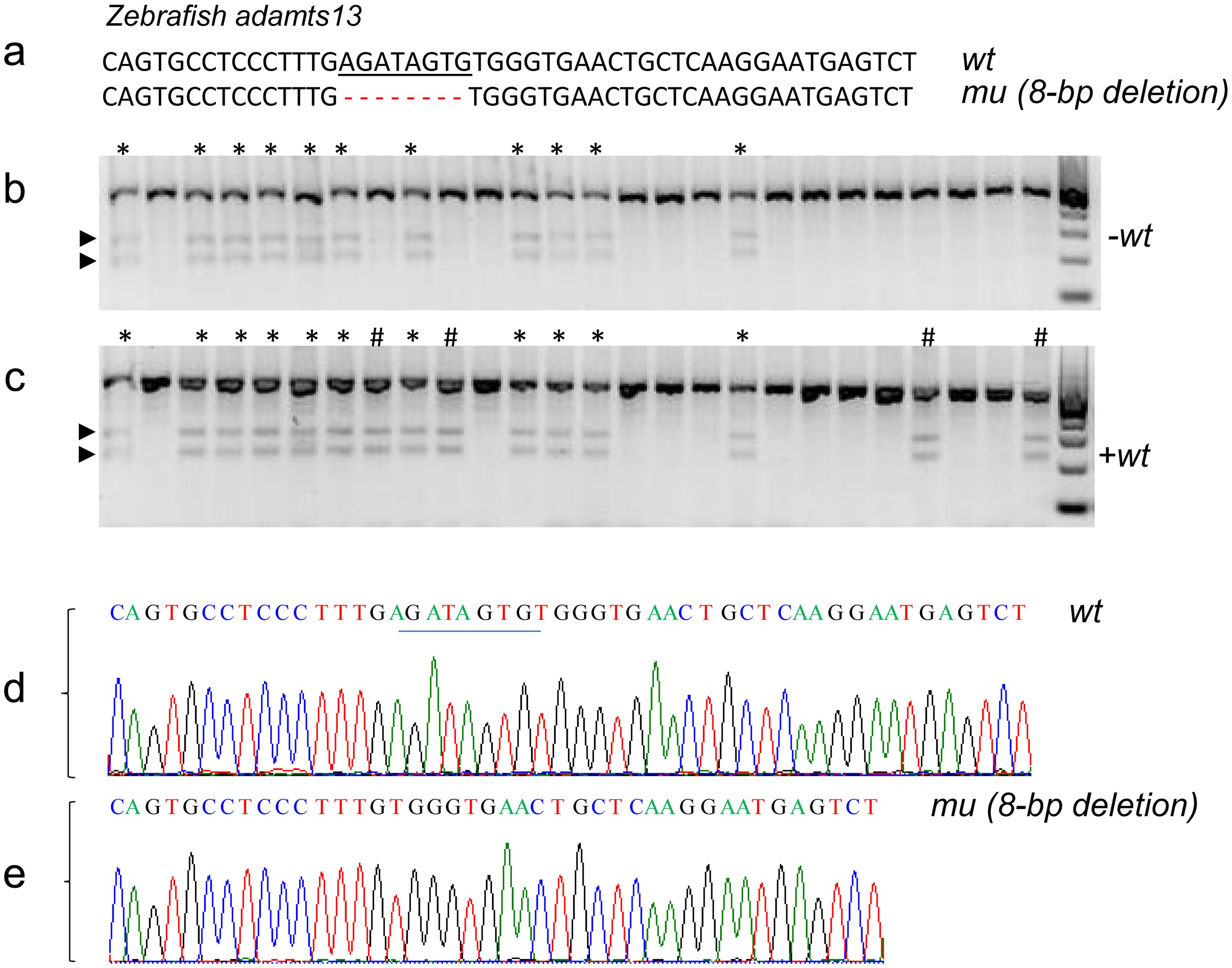 Genotyping <italic>wild-type</italic>, heterozygous, and homozygous 8 bp-deletion mutation in zebrafish <italic>adamts13</italic>.