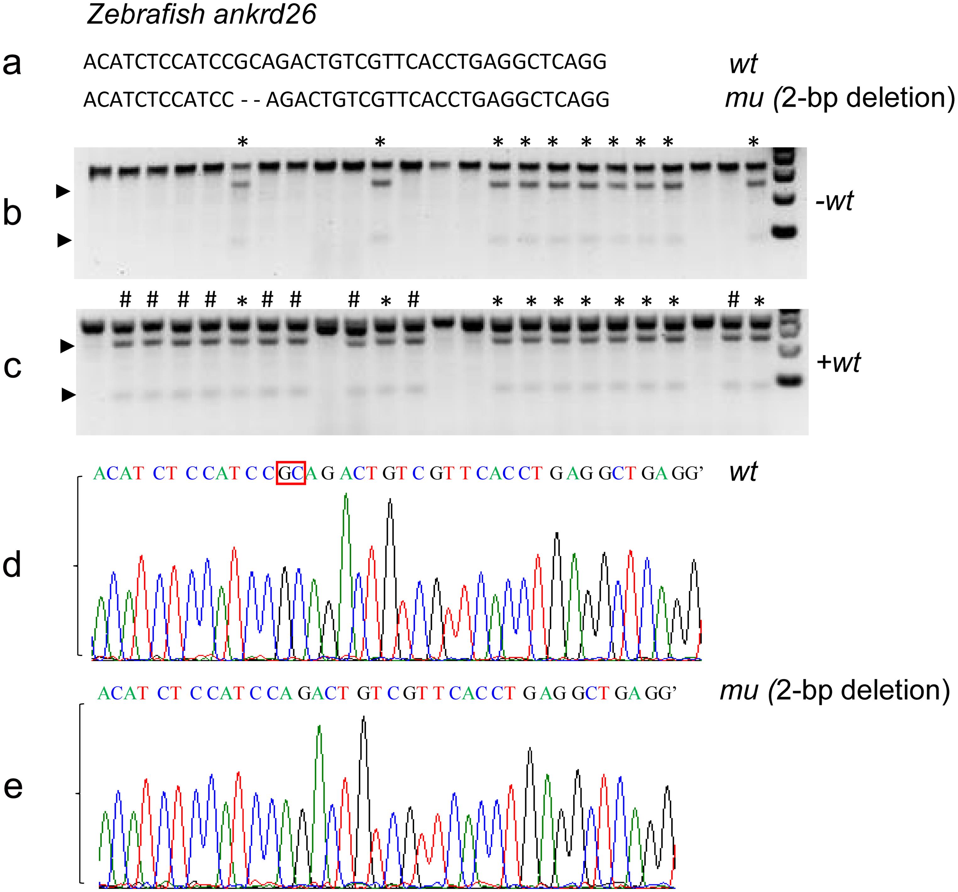 Genotyping wild-type, heterozygous, and homozygous zebrafish with a 2 bp-deletion in <italic>ankrd26</italic>.