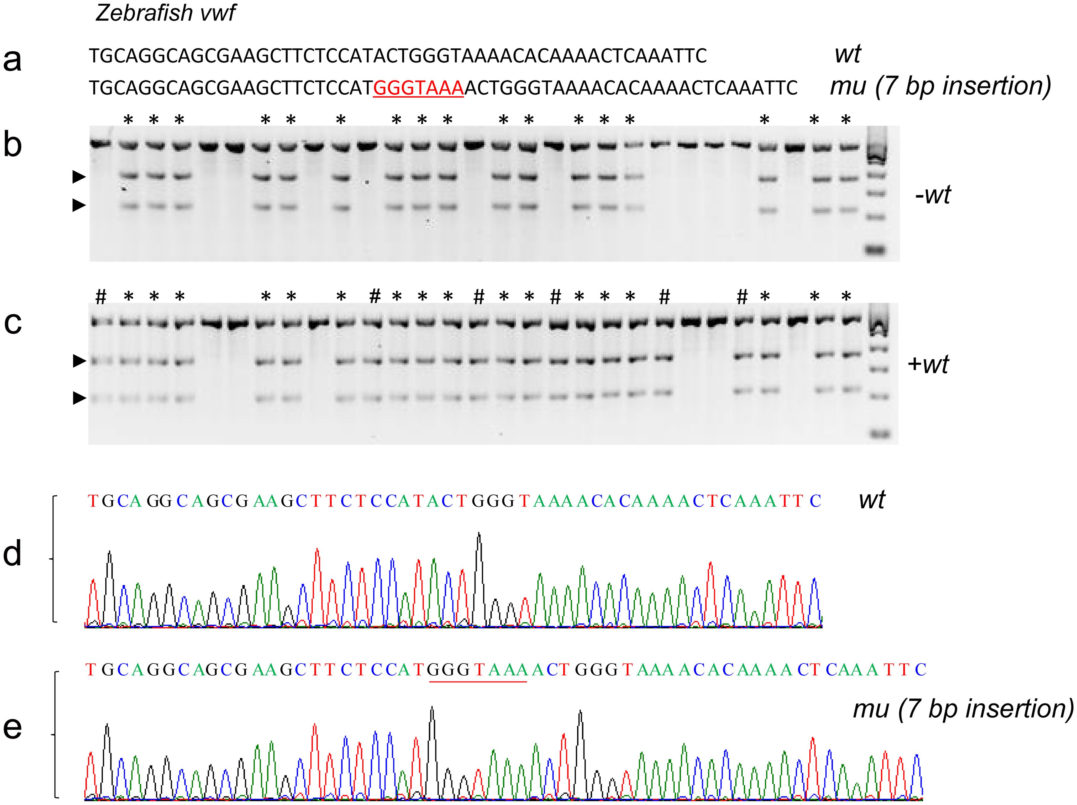 Genotyping wild-type, heterozygous and homozygous zebrafish with 7 bp-insertion in <italic>vwf</italic>.