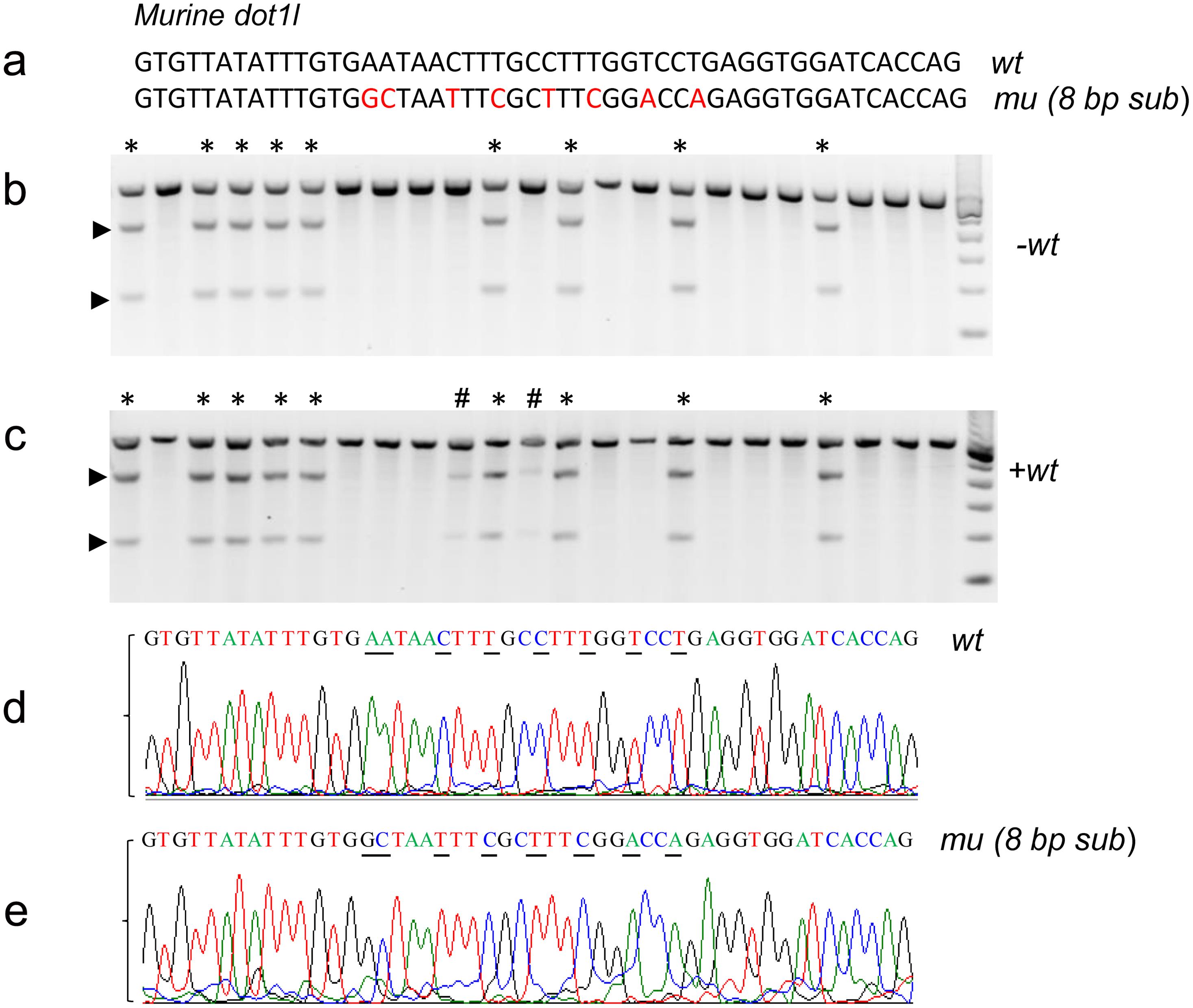 Genotyping wild-type, heterozygous, and homozygous mice with 8 bp-substitution in <italic>dot1l</italic>.
