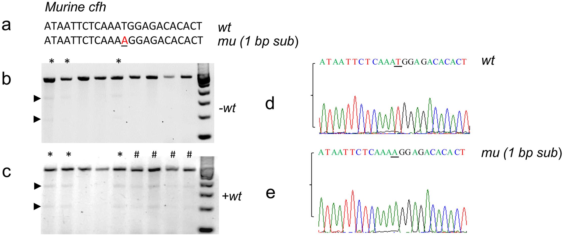 Genotyping wild-type, heterozygous, and homozygous mice with a single nucleotide substitution in <italic>cfh</italic>.