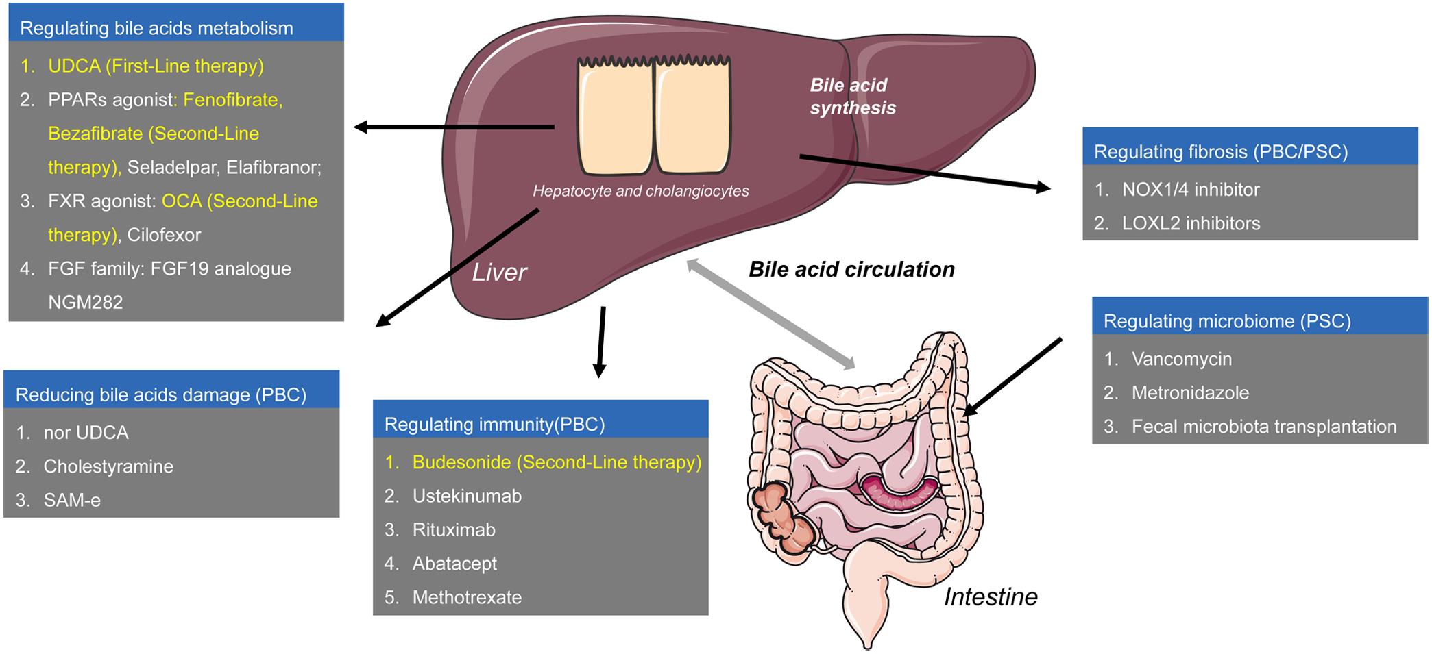 Therapeutic targets for cholestatic liver diseases.