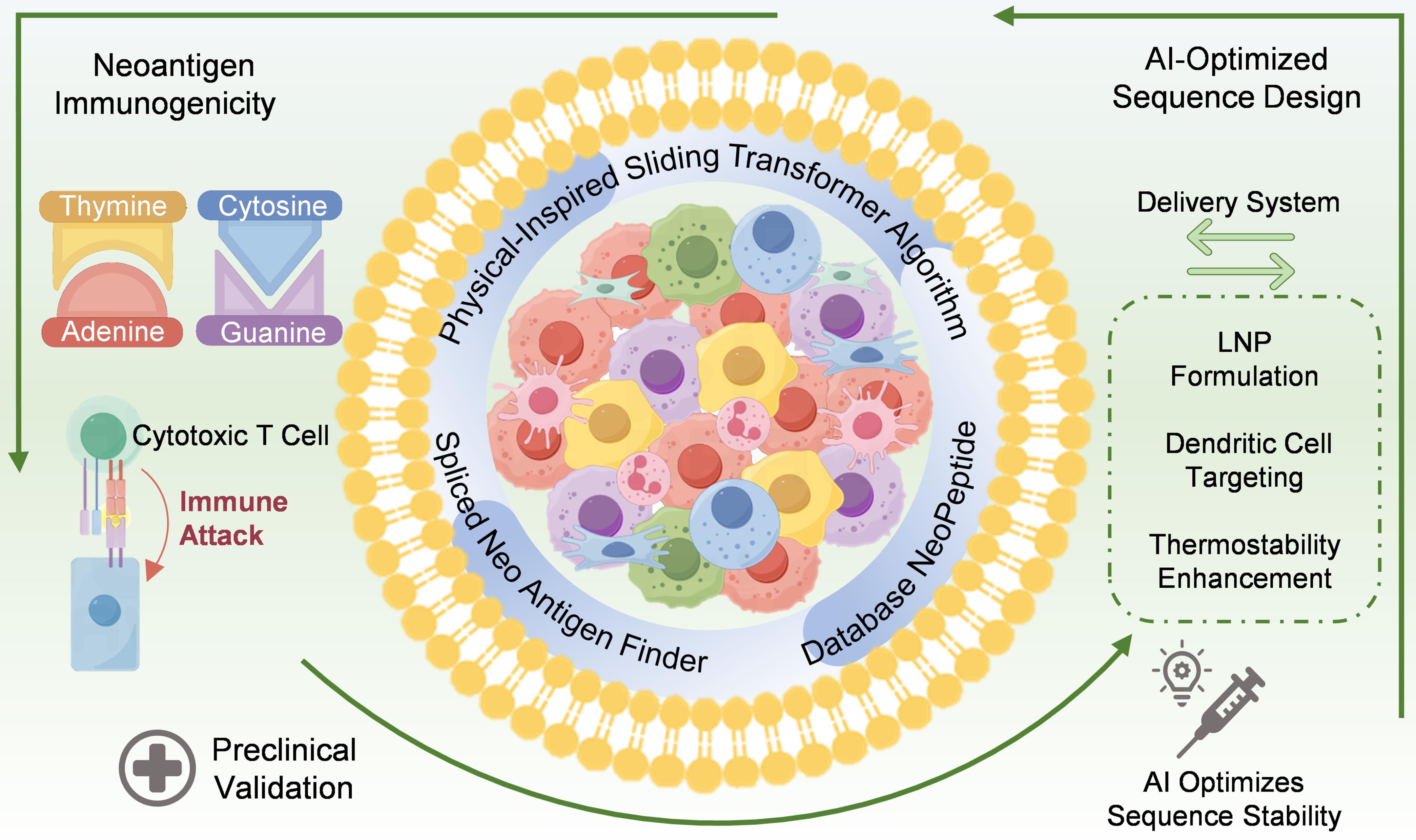 Workflow for AI-optimized mRNA vaccine design.