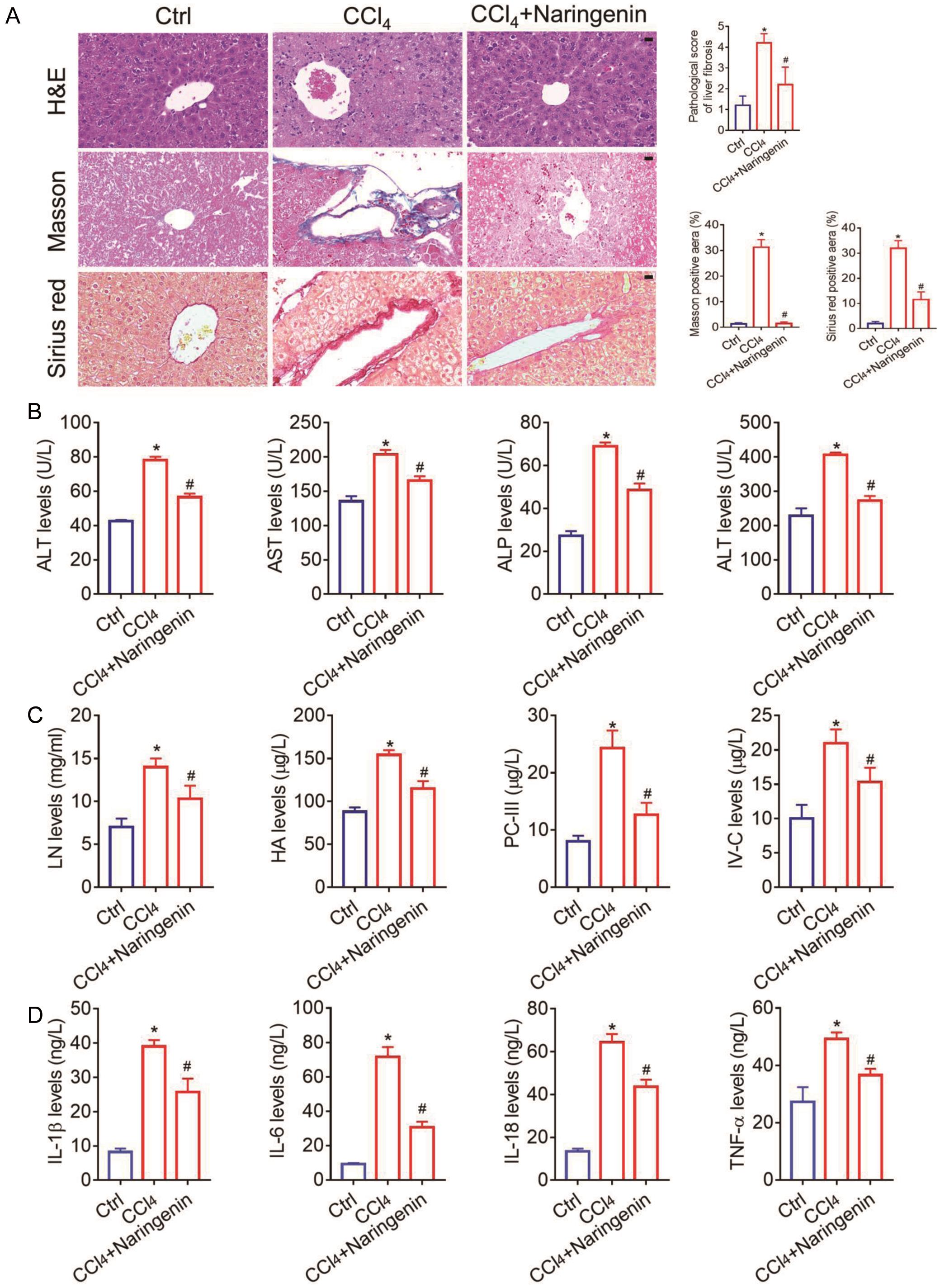 Naringenin reduces liver fibrosis in mice.