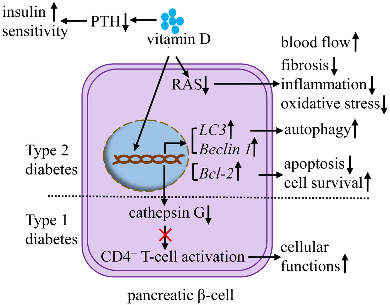 The role of vitamin D to regulate molecular pathways linked to diabetes.