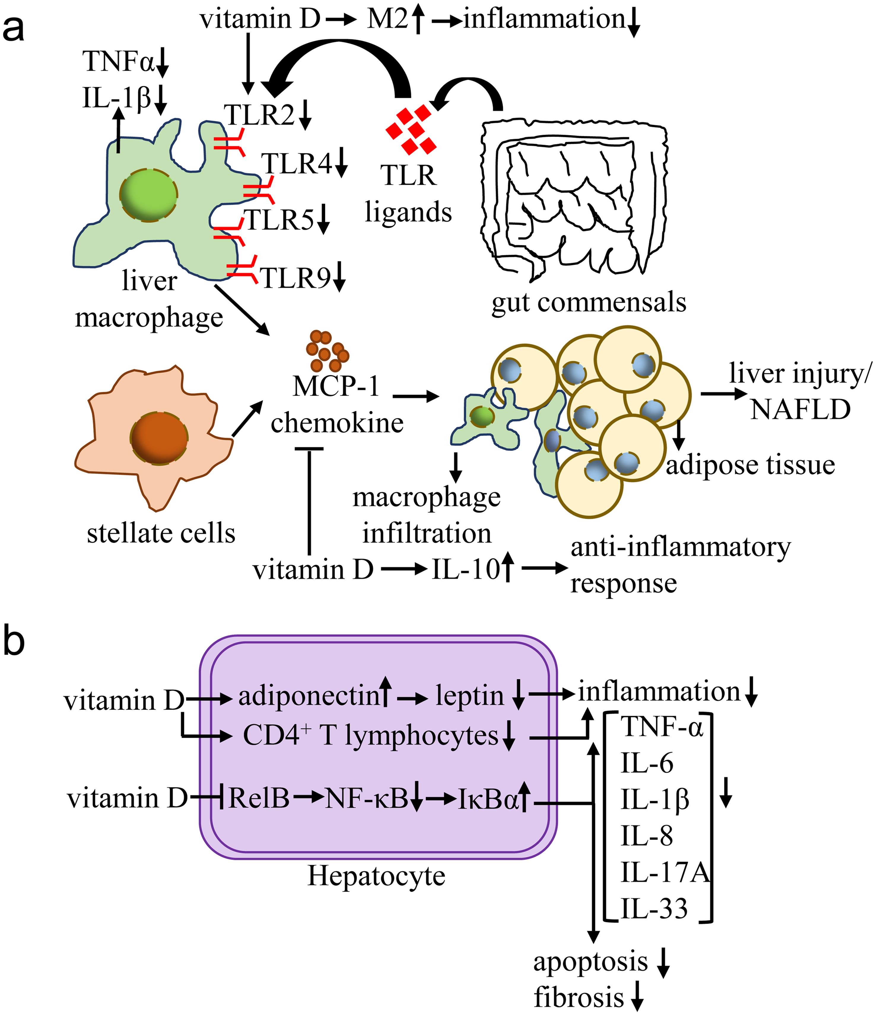 A complex molecular understanding of the vitamin D-mediated control of liver inflammation.