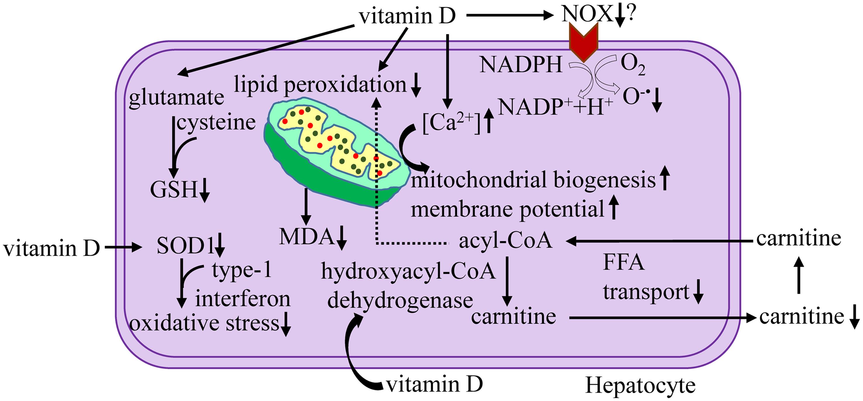 Molecular targets of vitamin D to control oxidative stress linked to liver injury and NAFLD.