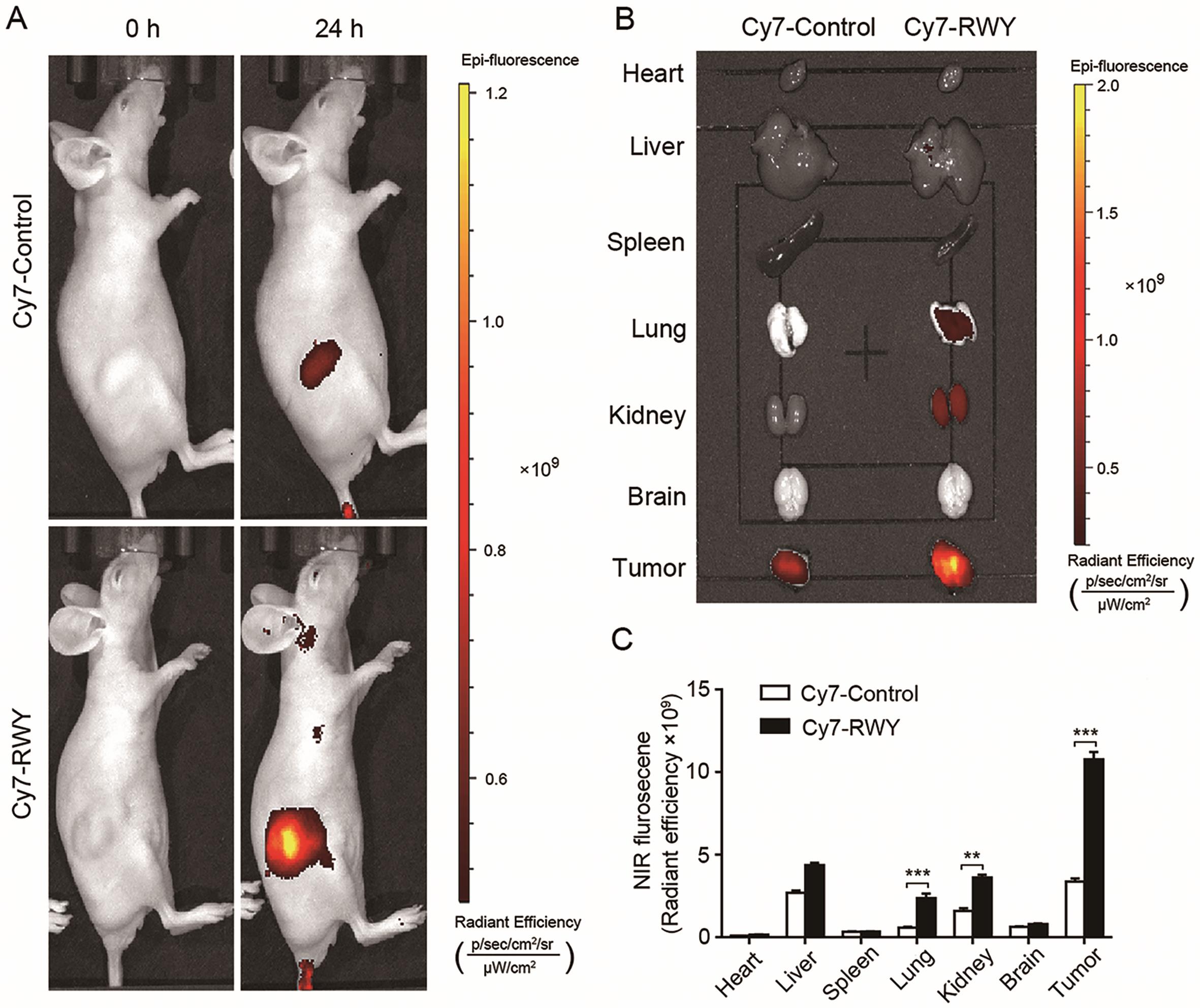 NIRF imaging with Cy7-RWY in subcutaneous HCC-LM3 tumor-bearing mice.