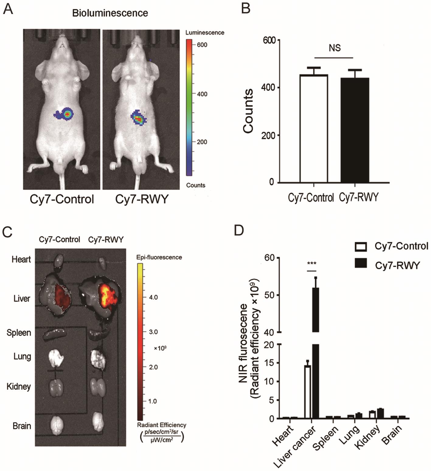 NIRF imaging with Cy7-Control and Cy7-RWY in orthotopic HCC-H22 tumor-bearing mice. 
