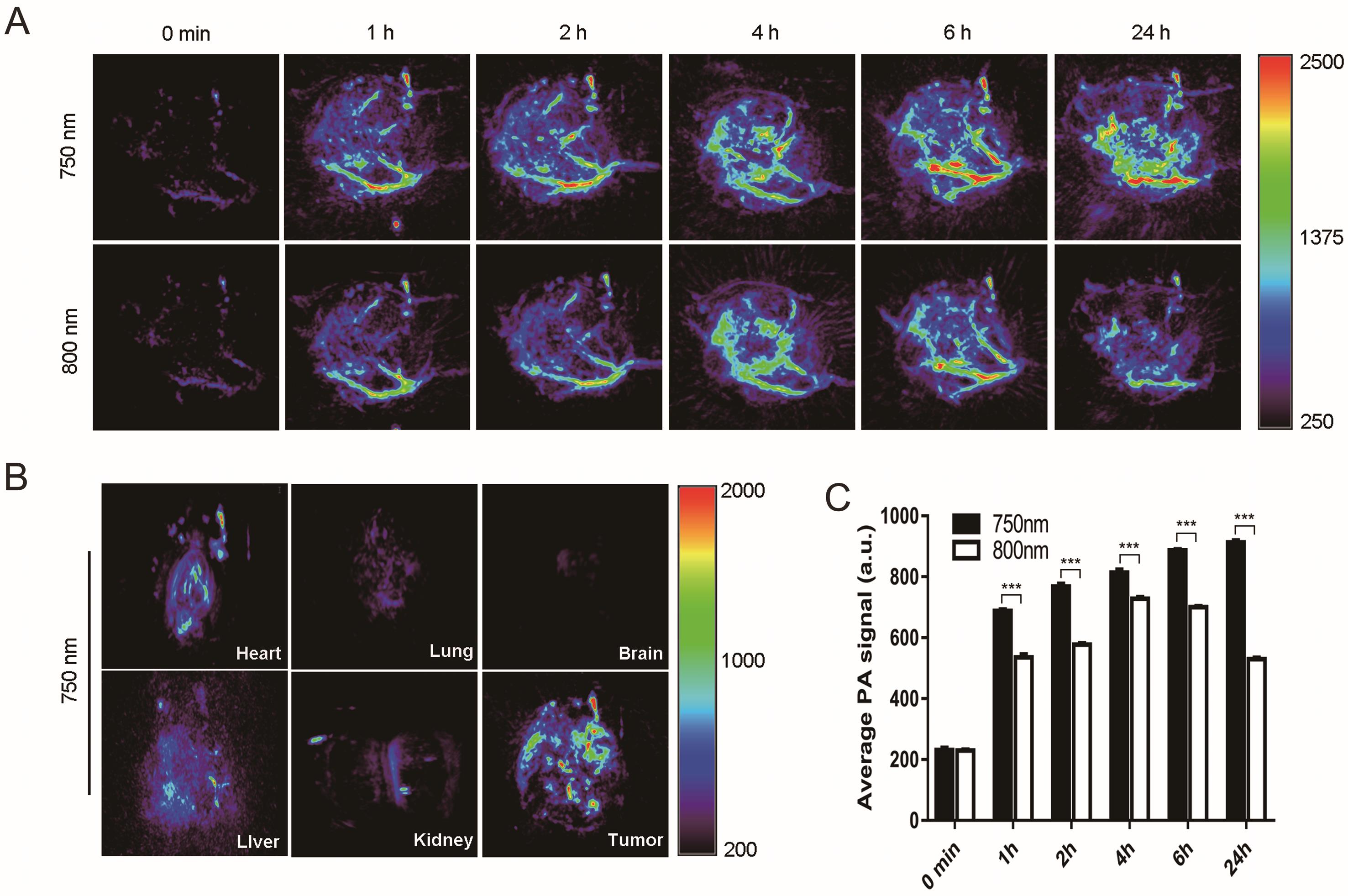 Photoacoustic imaging in mice bearing subcutaneous HCC-LM3 tumors.