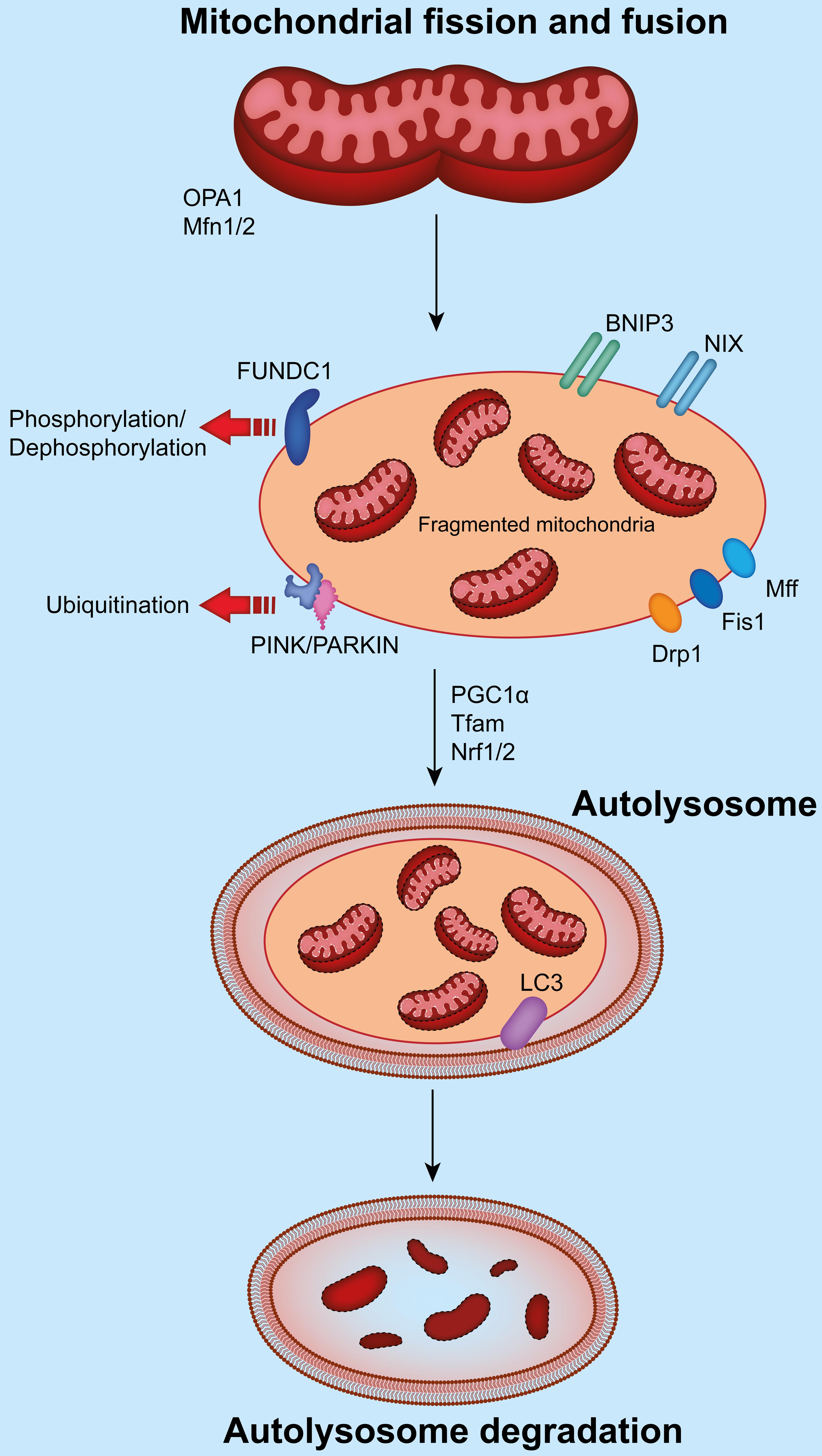 Schematic representation of the regulation of mitochondrial autophagy during the pathogenesis of chronic inflammation-associated cardiomyopathy.