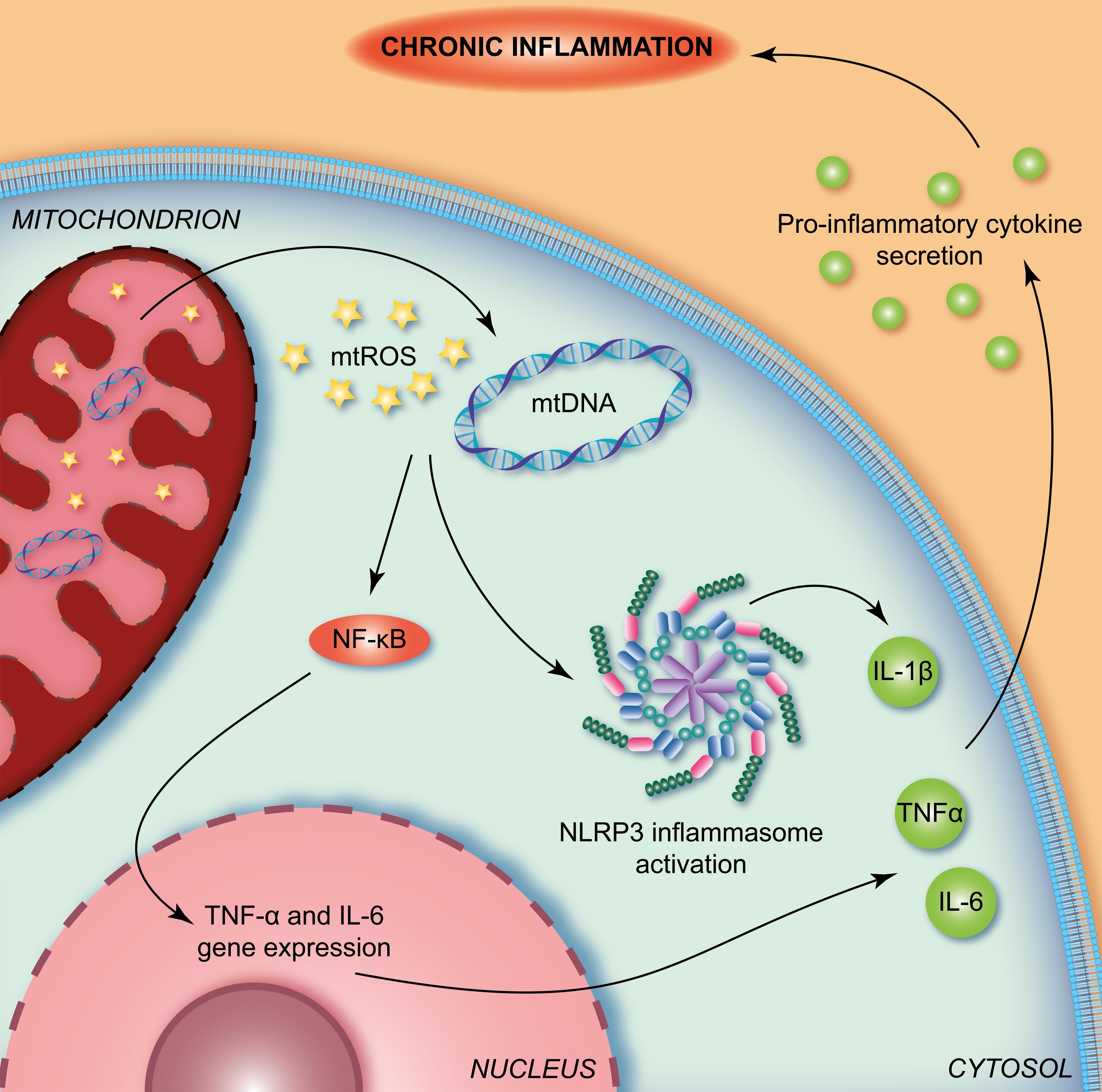 Interplay between defective mitophagy and chronic inflammation.