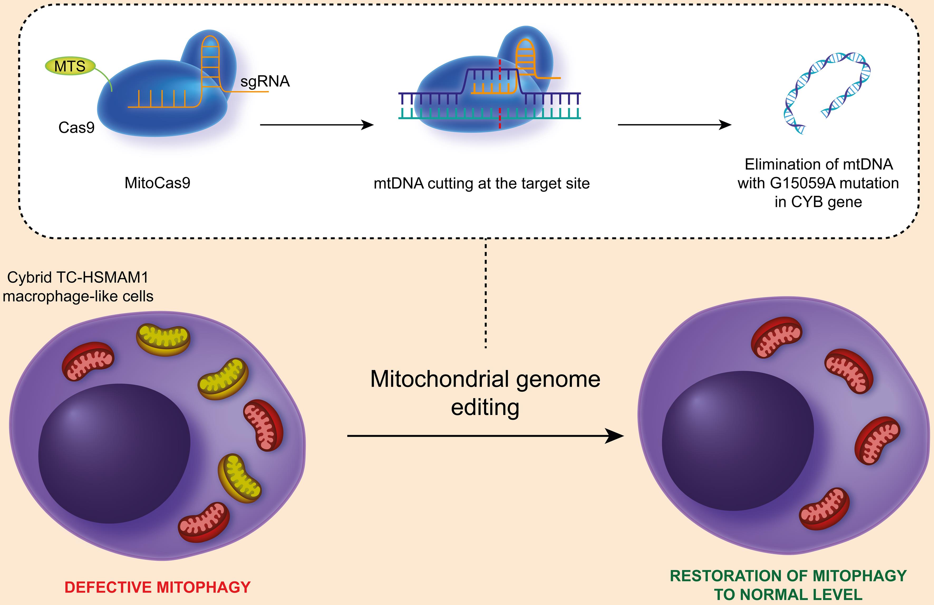 Schematic representation of functional recovery of defective mitophagy caused by the presence of the G15059A mutation in mtDNA in cybrid TC-HSMAM1 macrophage-like cells, elucidated by using the mitochondrial genome editing approach, the CRISPR/Cas9 technique.
