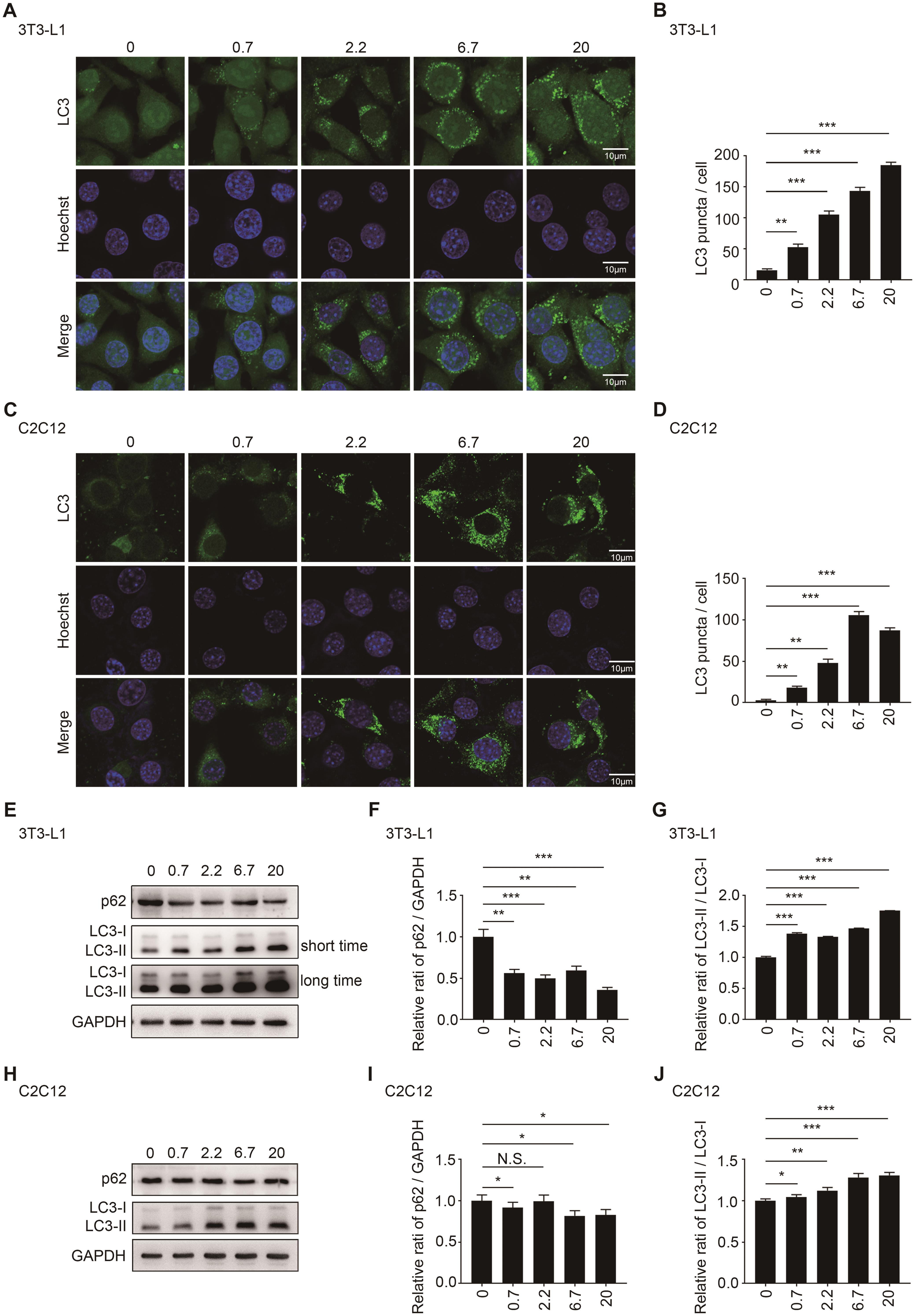 Icaritin promoted autophagy in 3T3-L1 preadipocytes and C2C12 myoblasts.