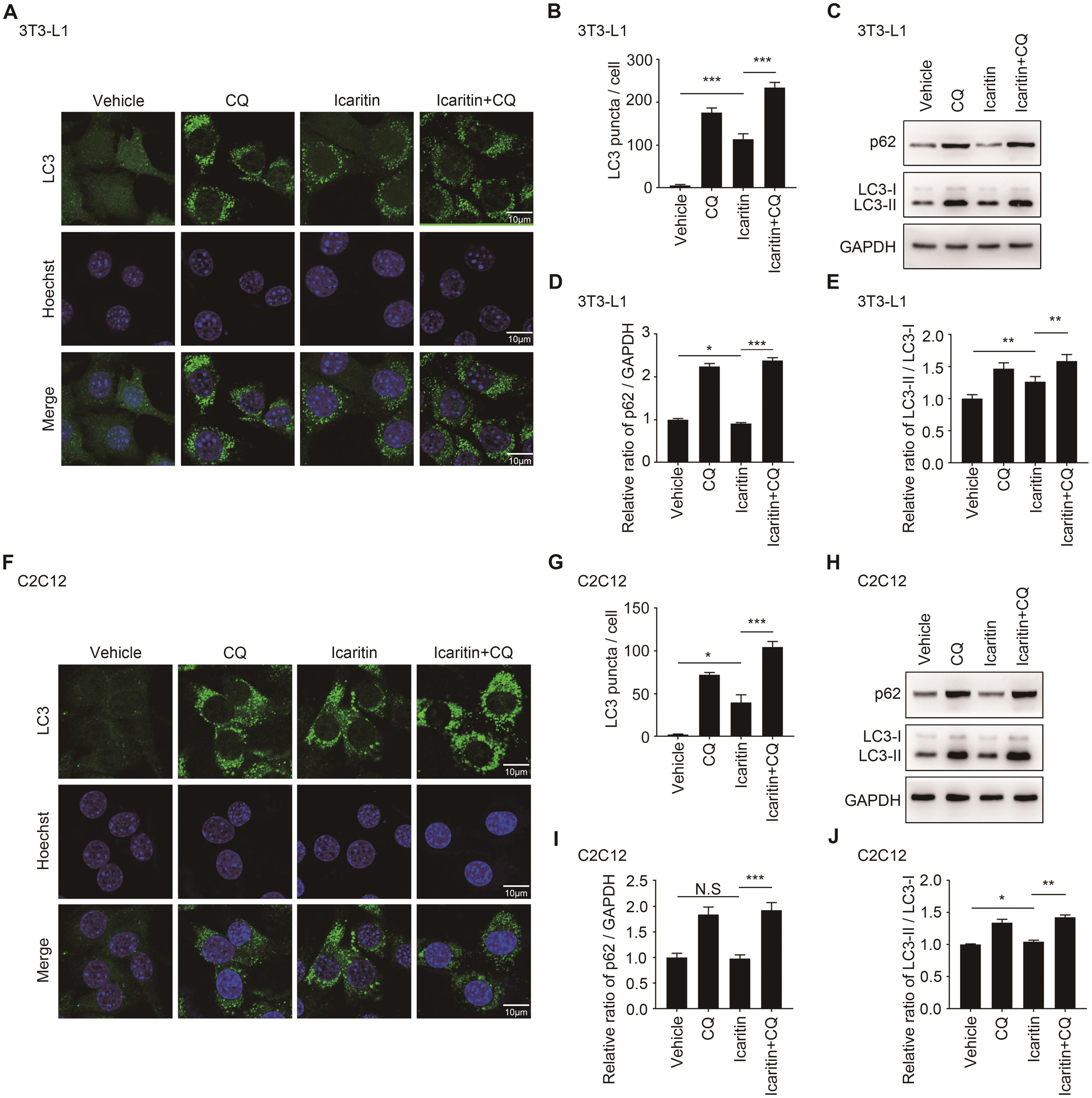 Icaritin promoted initiation of autophagy in autophagic flux of 3T3-L1 preadipocytes and C2C12 myoblasts.