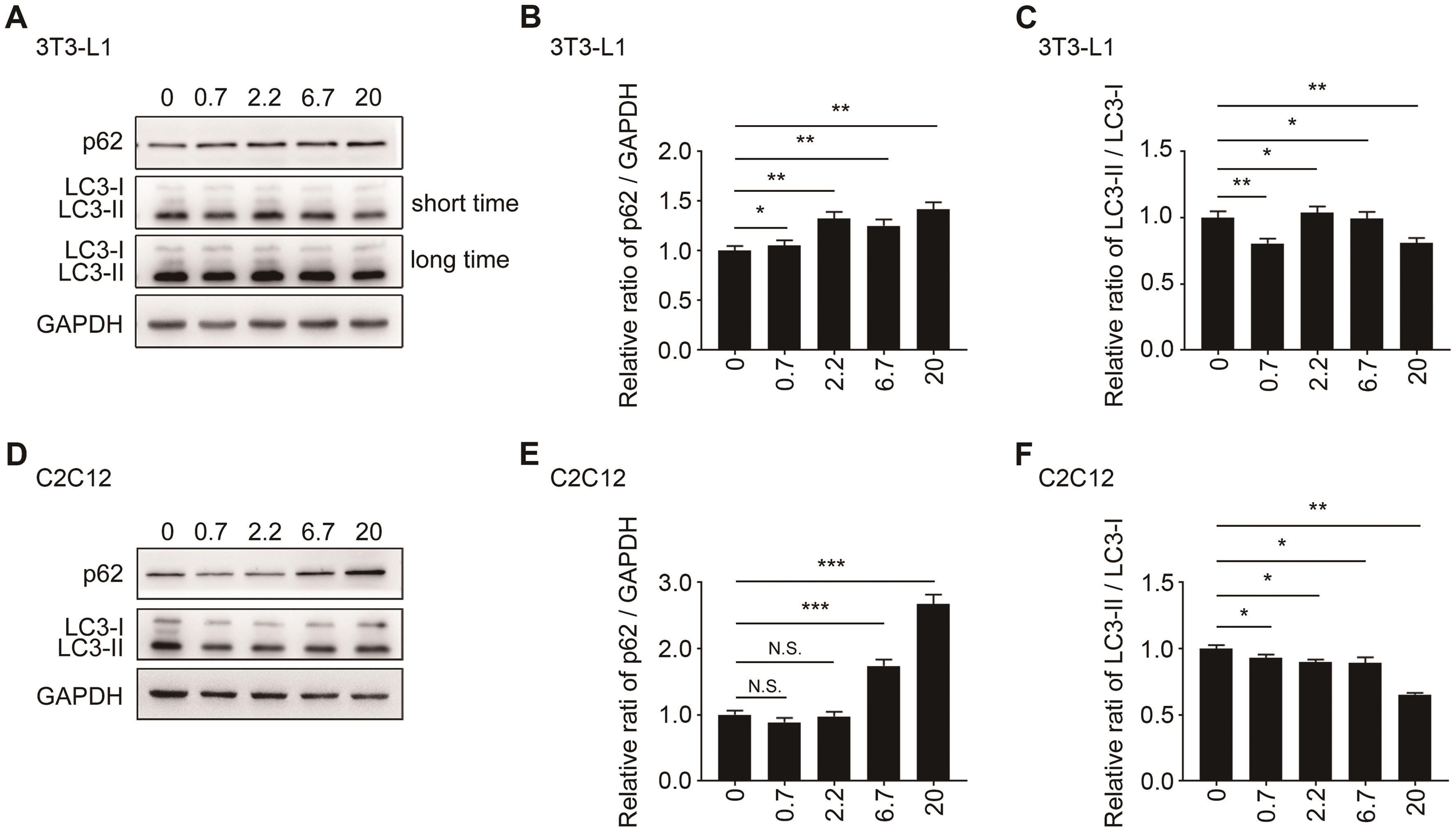 Icaritin inhibited autophagy in 3T3-L1 adipocytes and C2C12 myotubes.