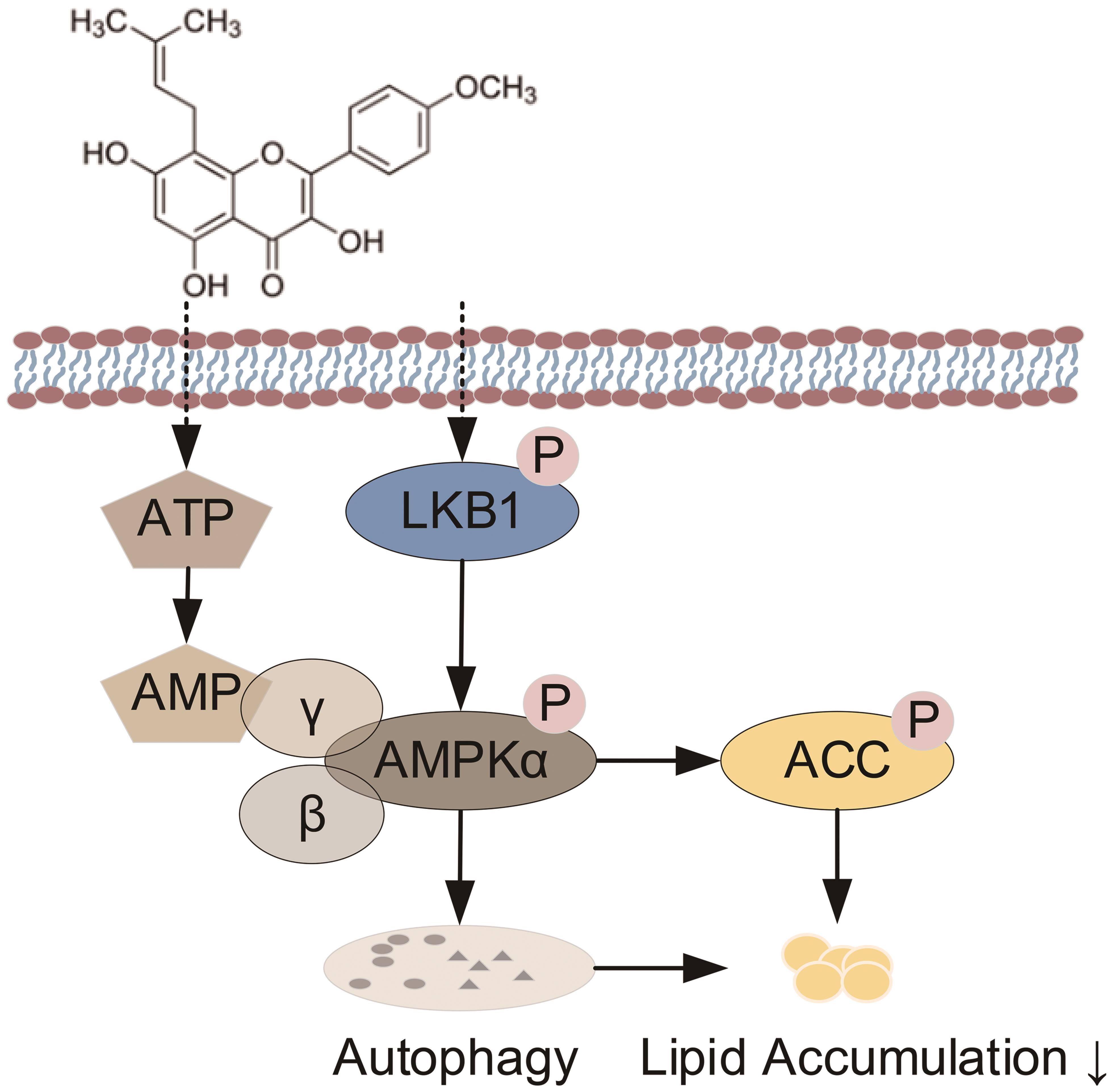 Proposed mechanisms of icaritin on lipid accumulation.