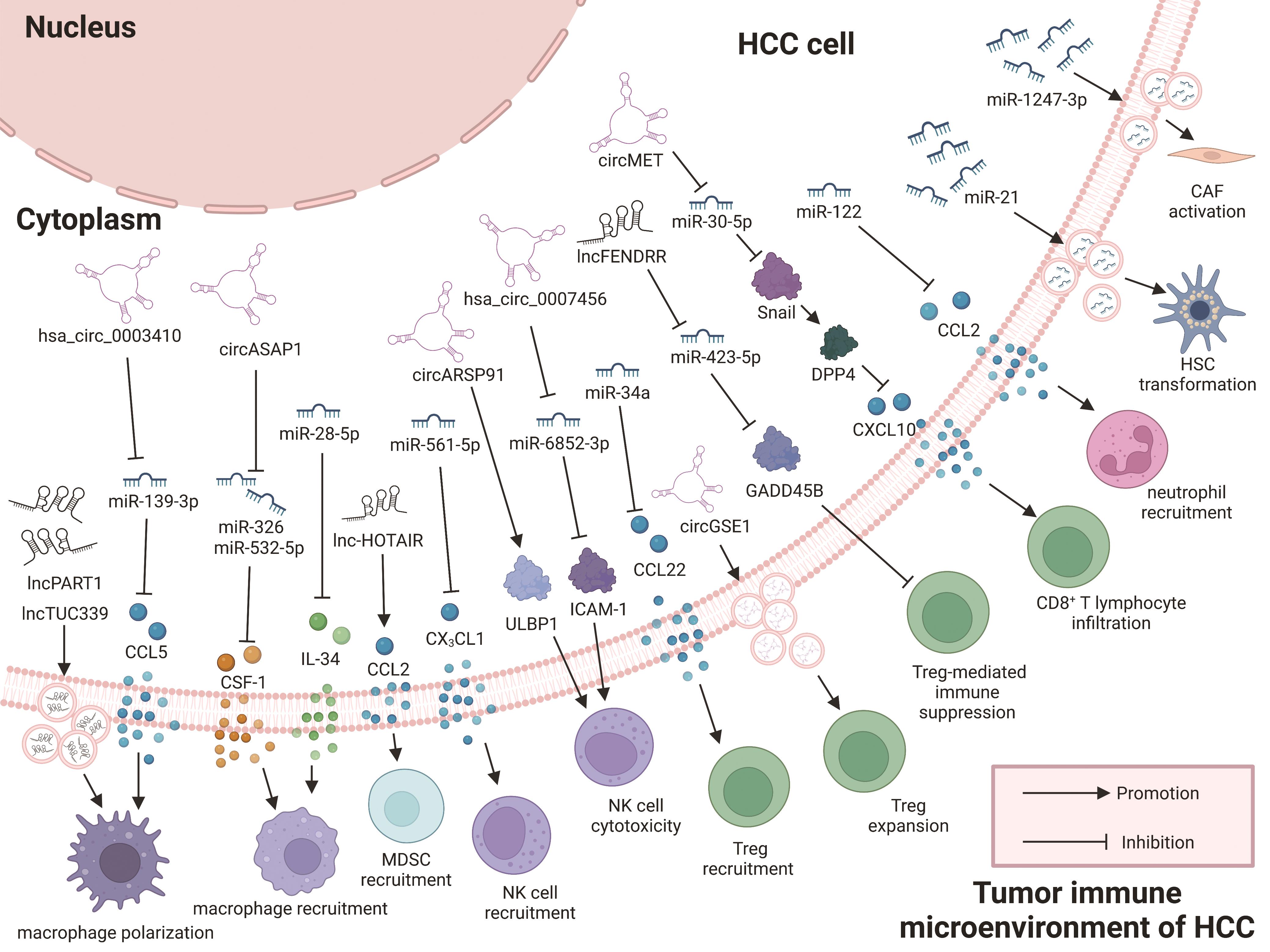 ncRNA-mediated regulation of TIME. ncRNAs (miRNAs/lncRNAs/circRNAs) regulate the development, activation, recruitment, and cellular function of multiple cell types within TIME of HCC by diverse mechanisms.