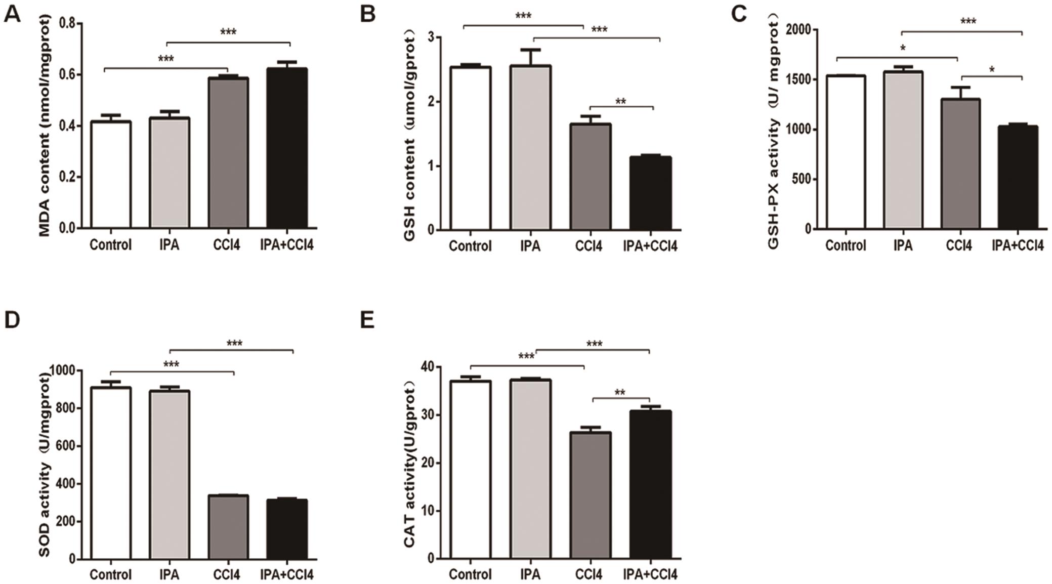 Indole 3 Propionic Acid Aggravated Ccl Sub 4 Sub Induced Liver Fibrosis Via The Tgf B1 Smads Signaling Pathway