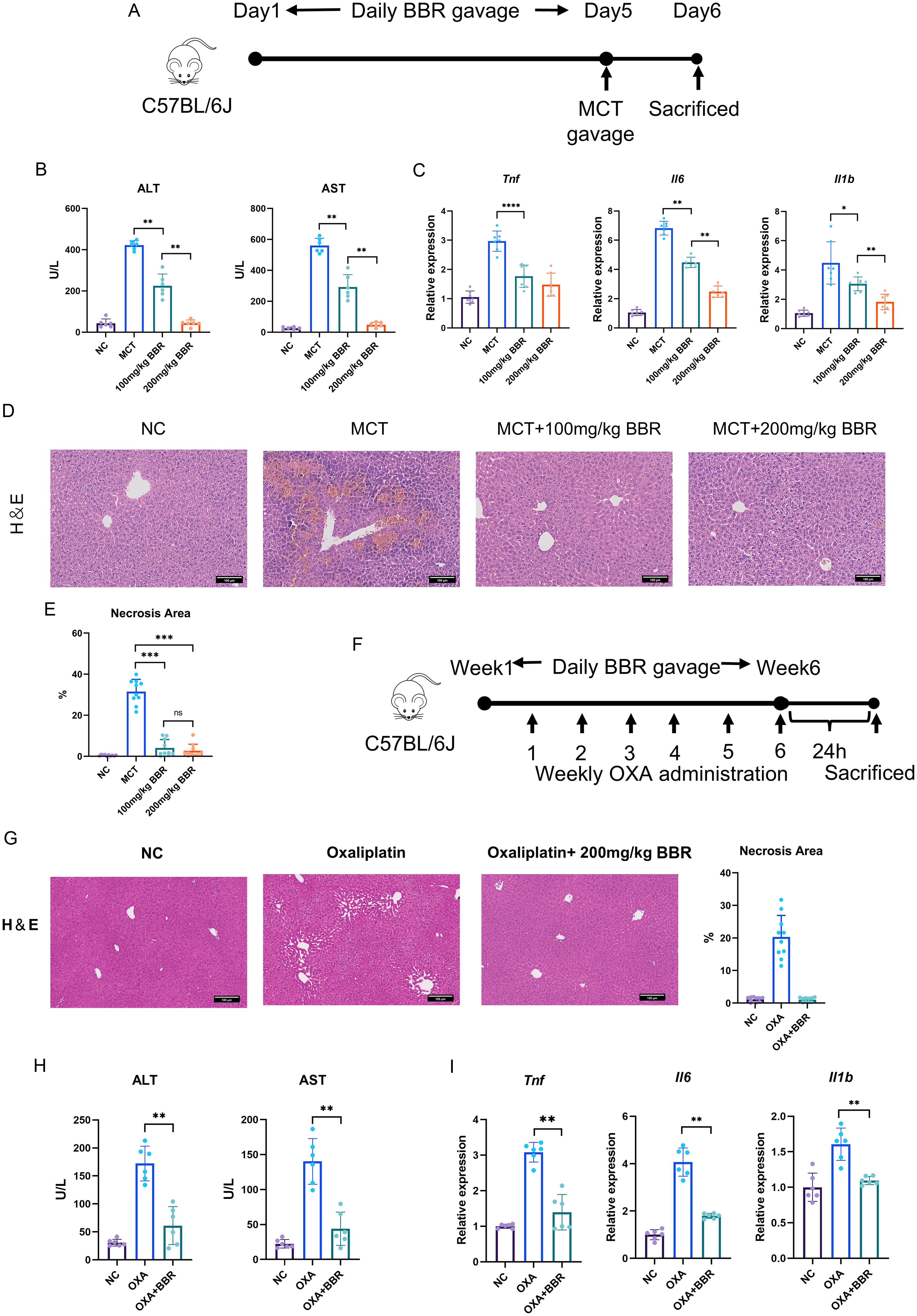 The effects of BBR on two HSOS models in mice.