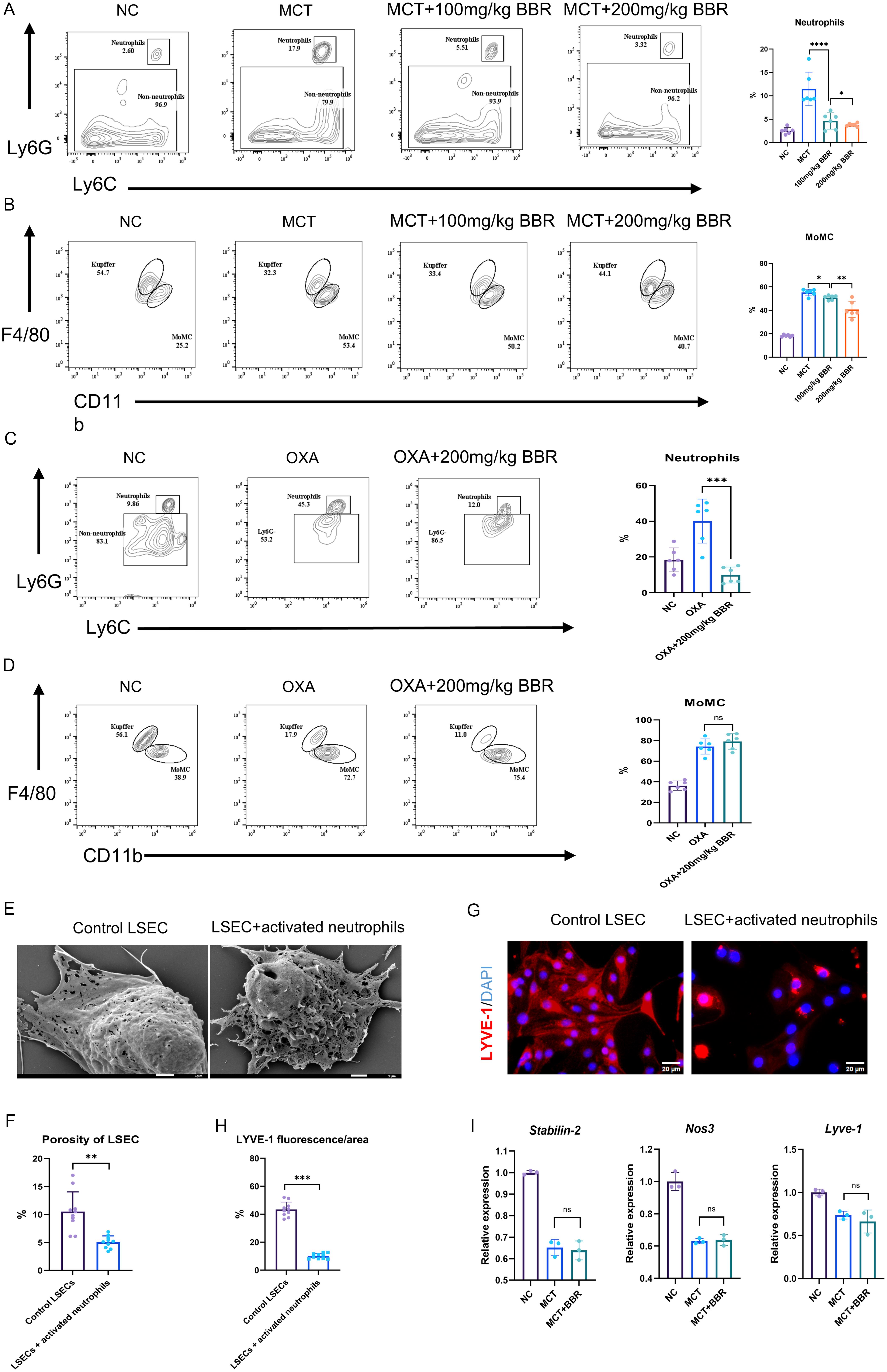The effects of BBR on hepatic neutrophil infiltration in murine HSOS models.