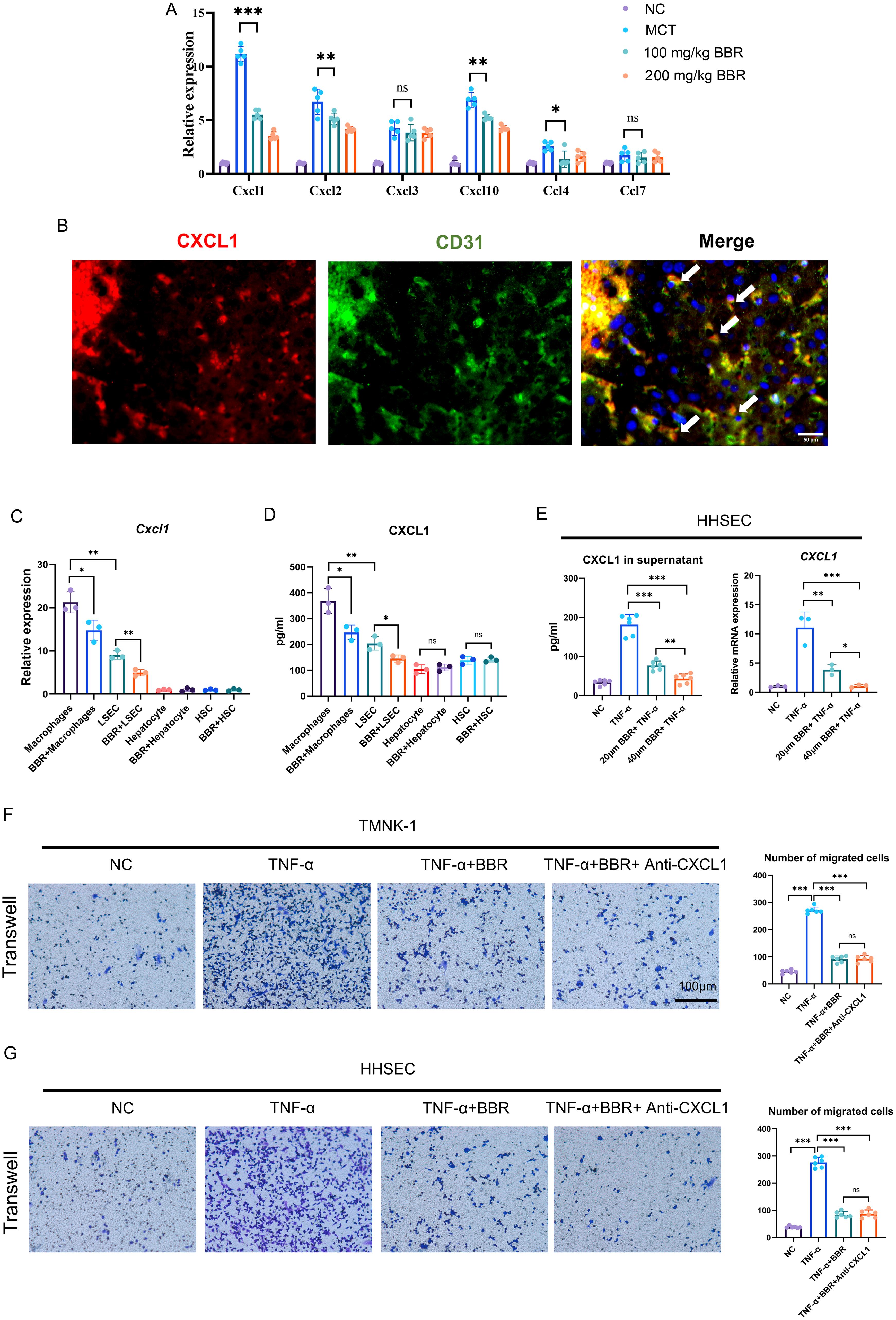 The effects of BBR on CXCL1 secretion in injured LSECs.