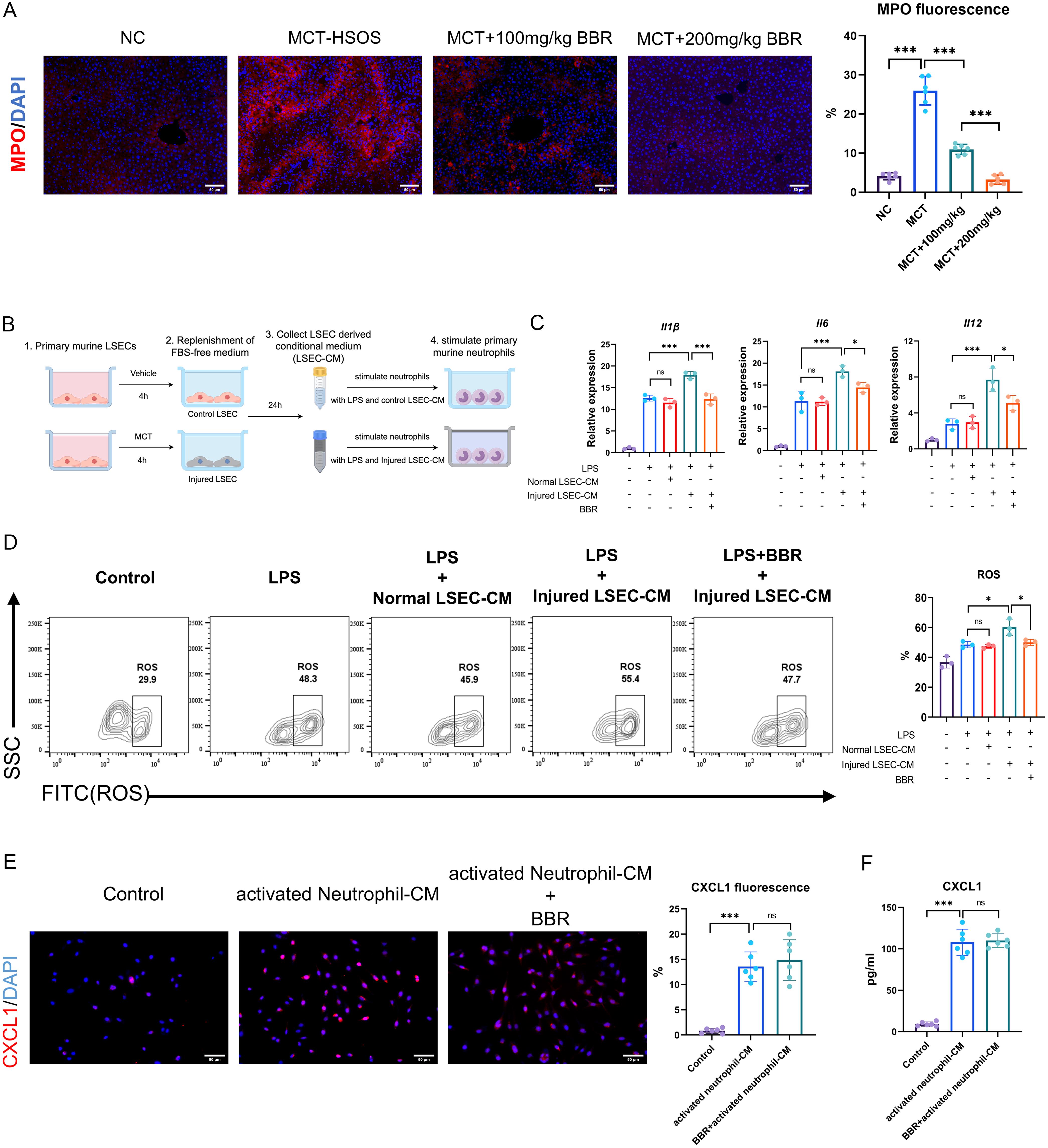 The effect of BBR on neutrophil activation induced by injured LSECs.