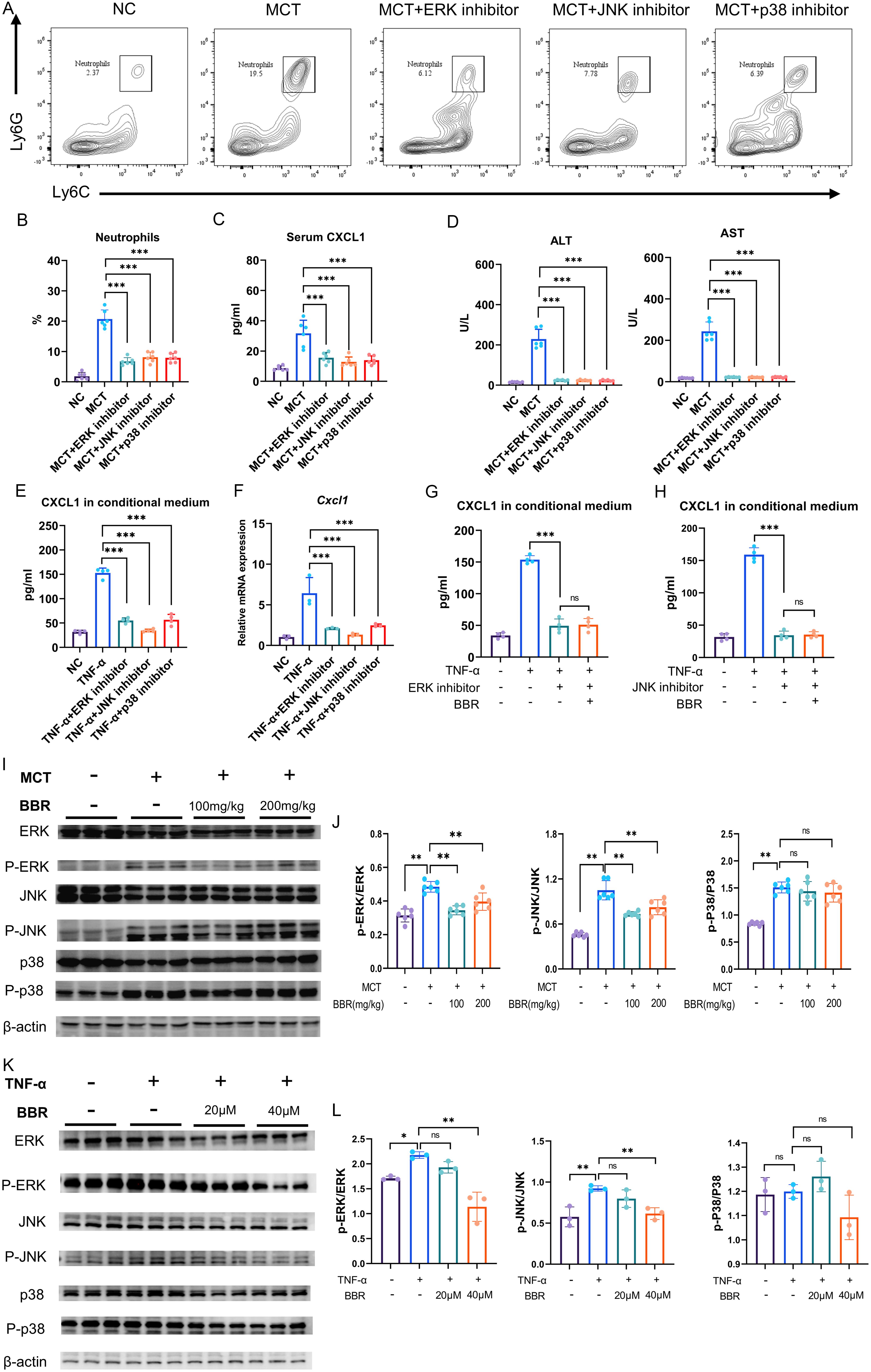 The effects of BBR on MAPK signaling.