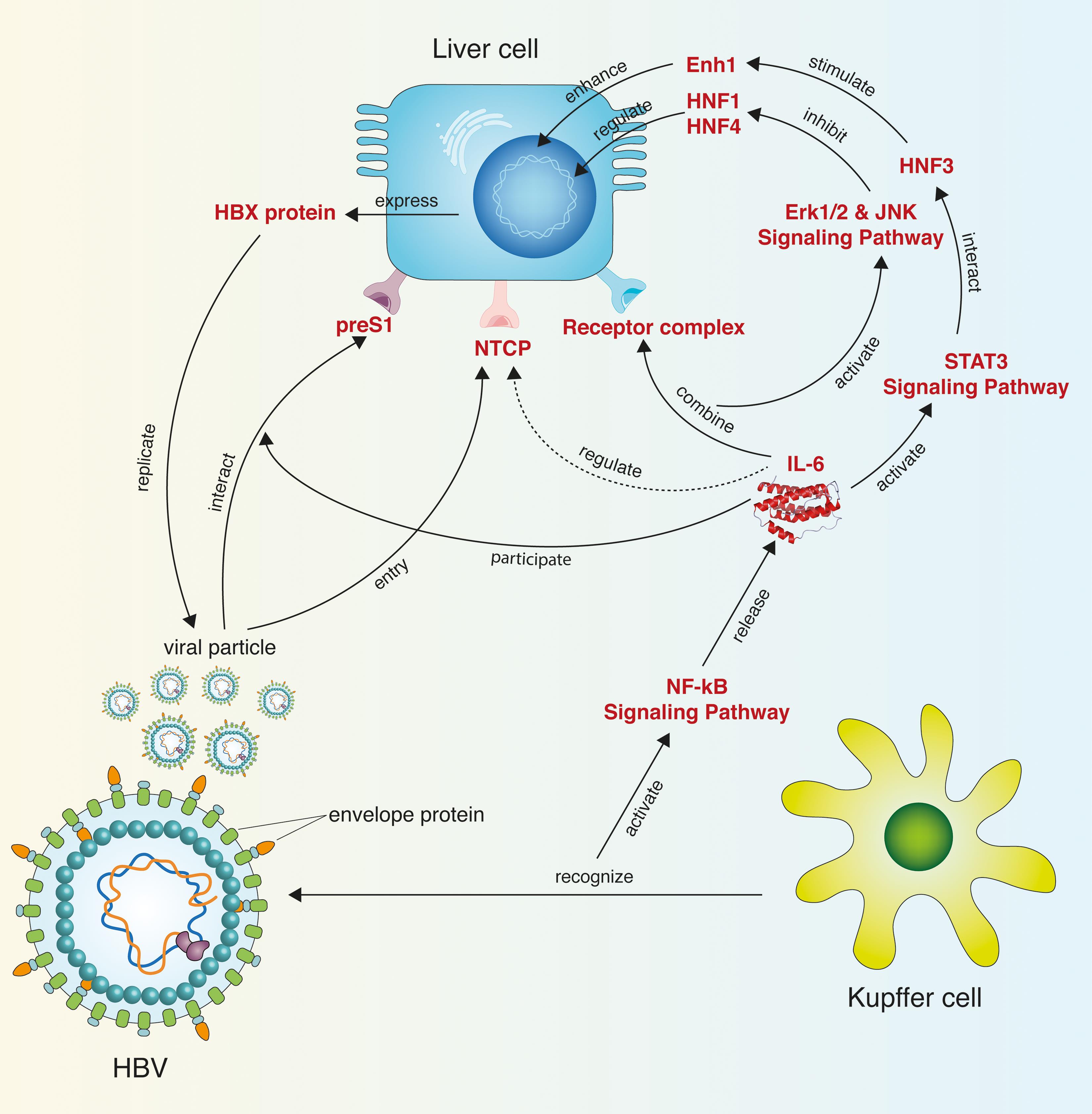 Potential mechanism of IL-6 on the HBV infection.