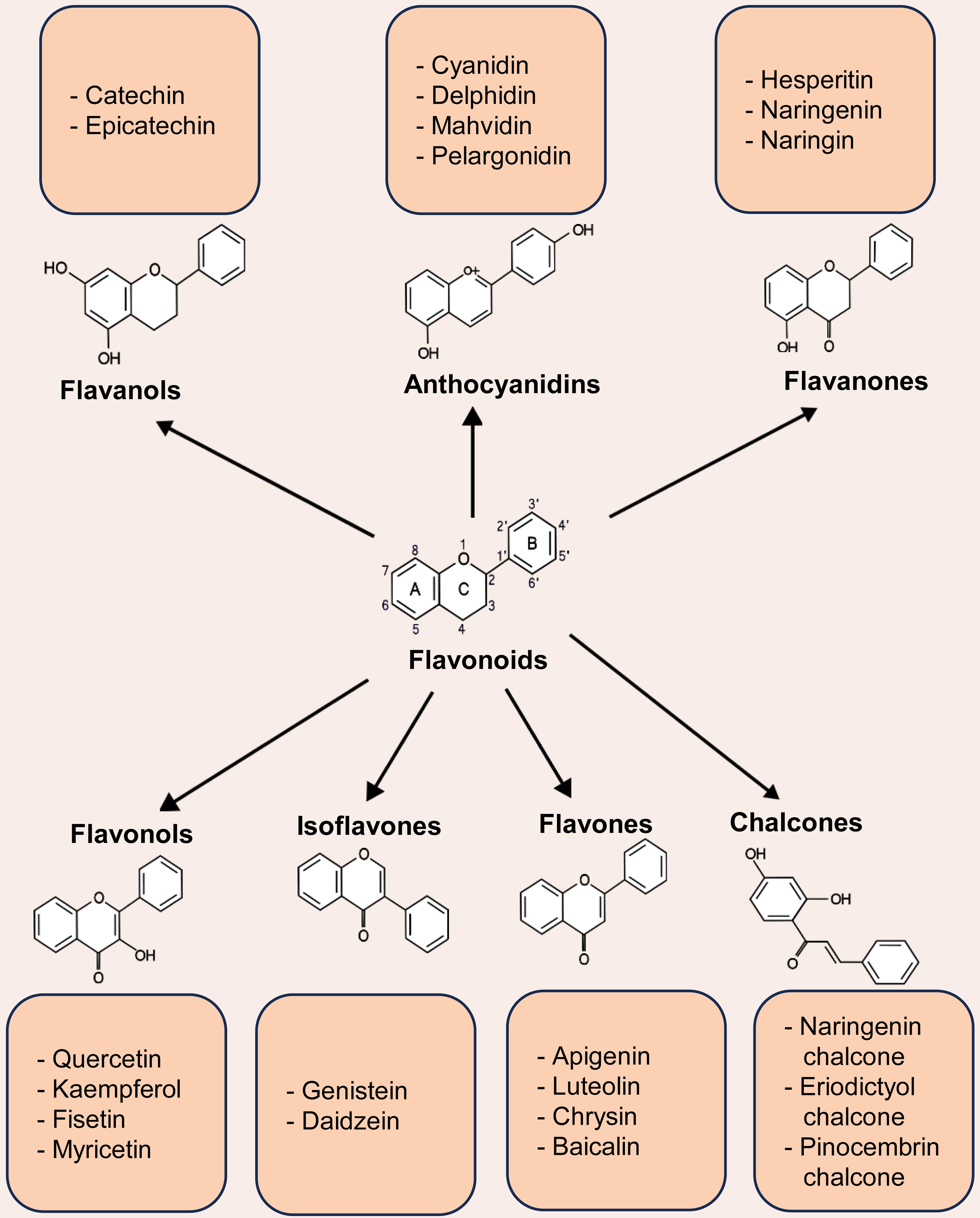 Structure and classification of flavonoids.